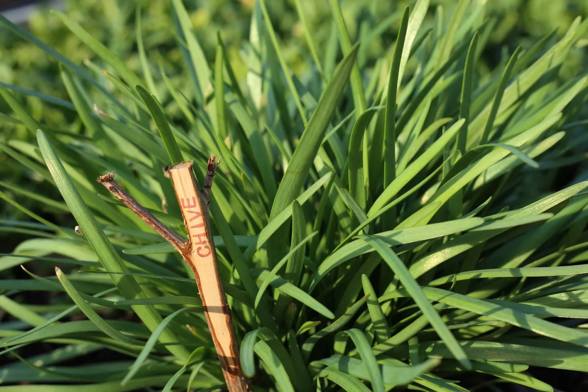 new_chives.jpg