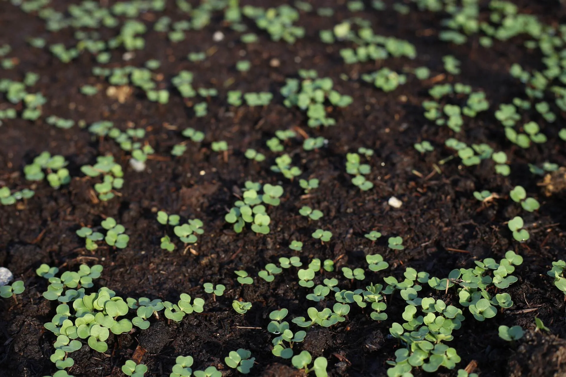 Siberian kale seedlings