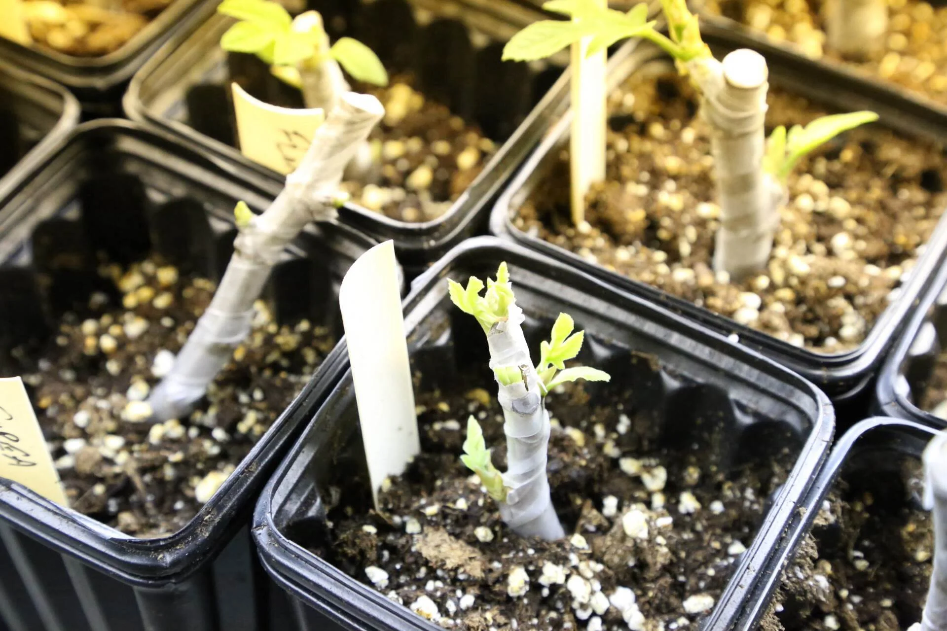 Cuttings pushing out their first set of leaves. Notice how the buds just push through the parafilm.