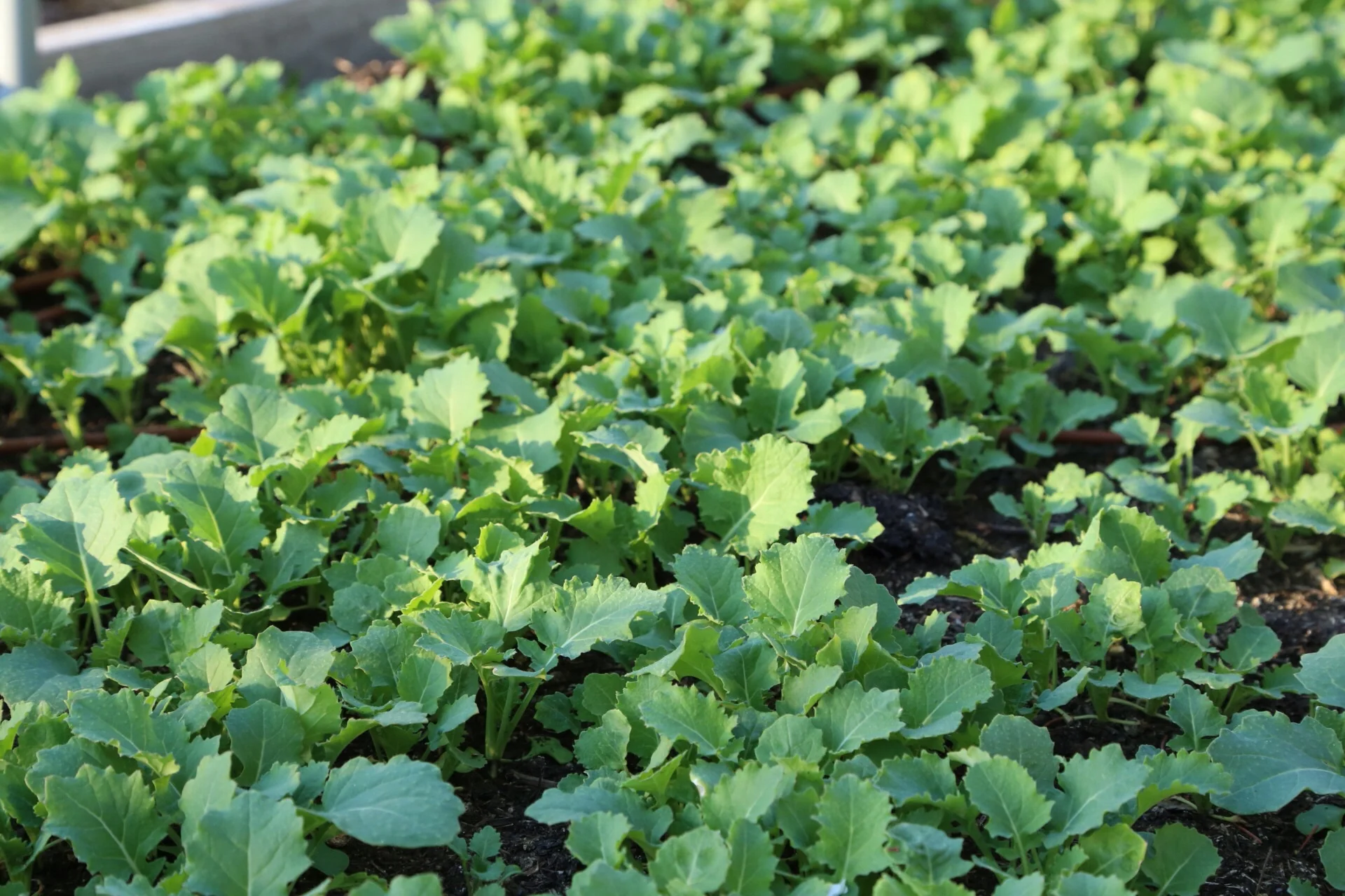 Kale is coming along nicely. Should be ready to pick and sell in a week or two.