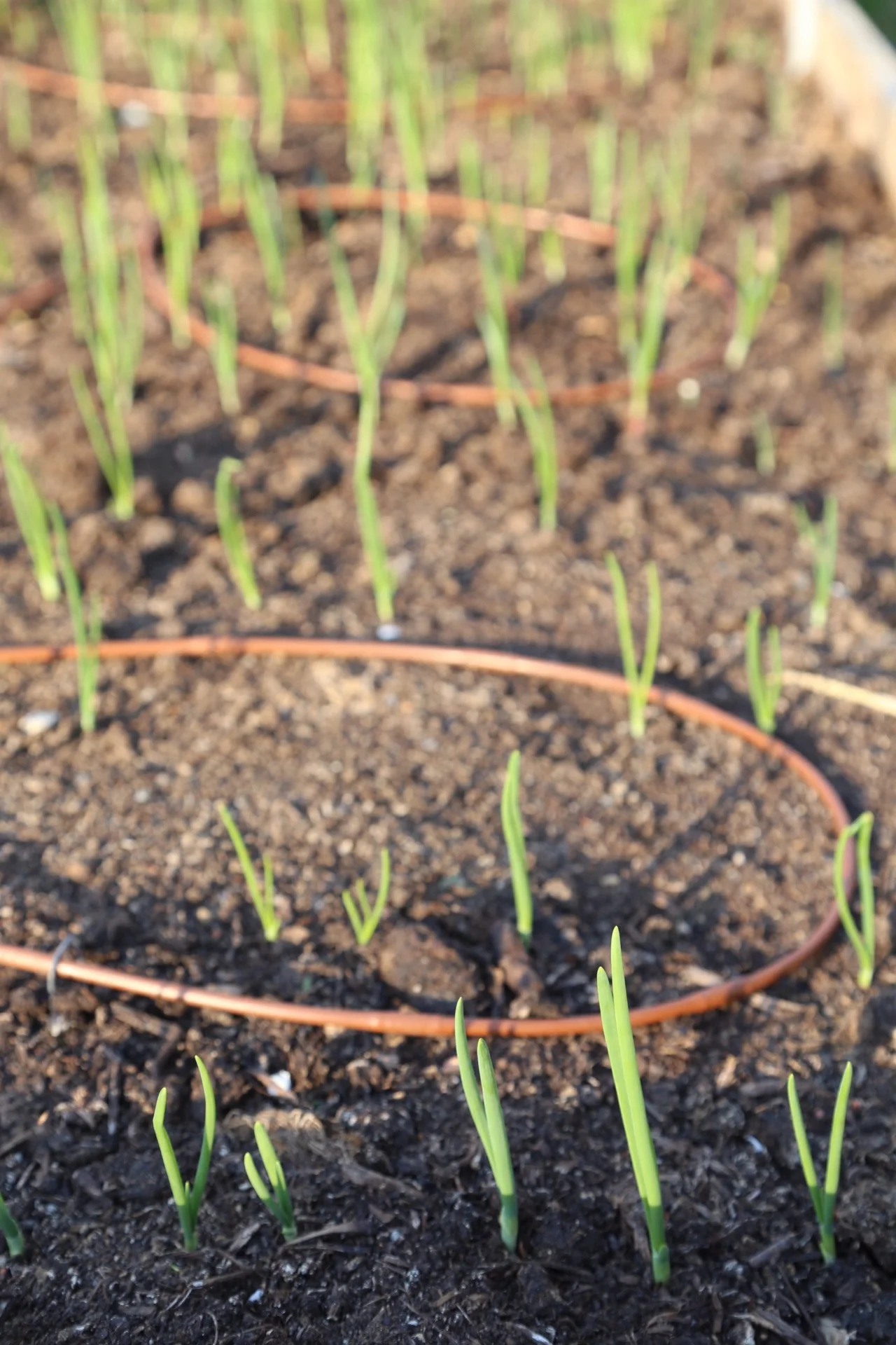 And onions coming along nicely too!