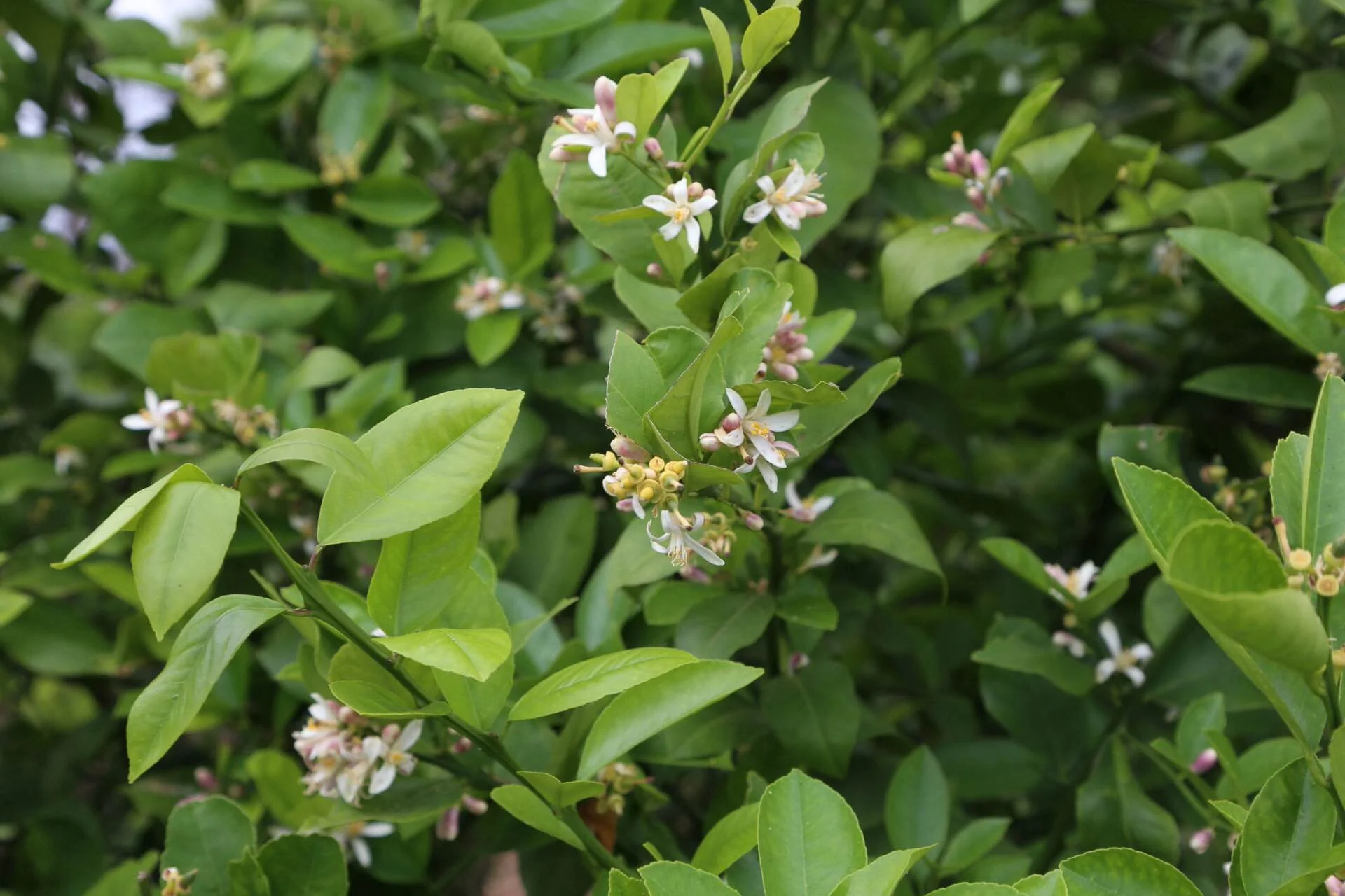 Citrus in bloom. I'm not sure anything smells better.