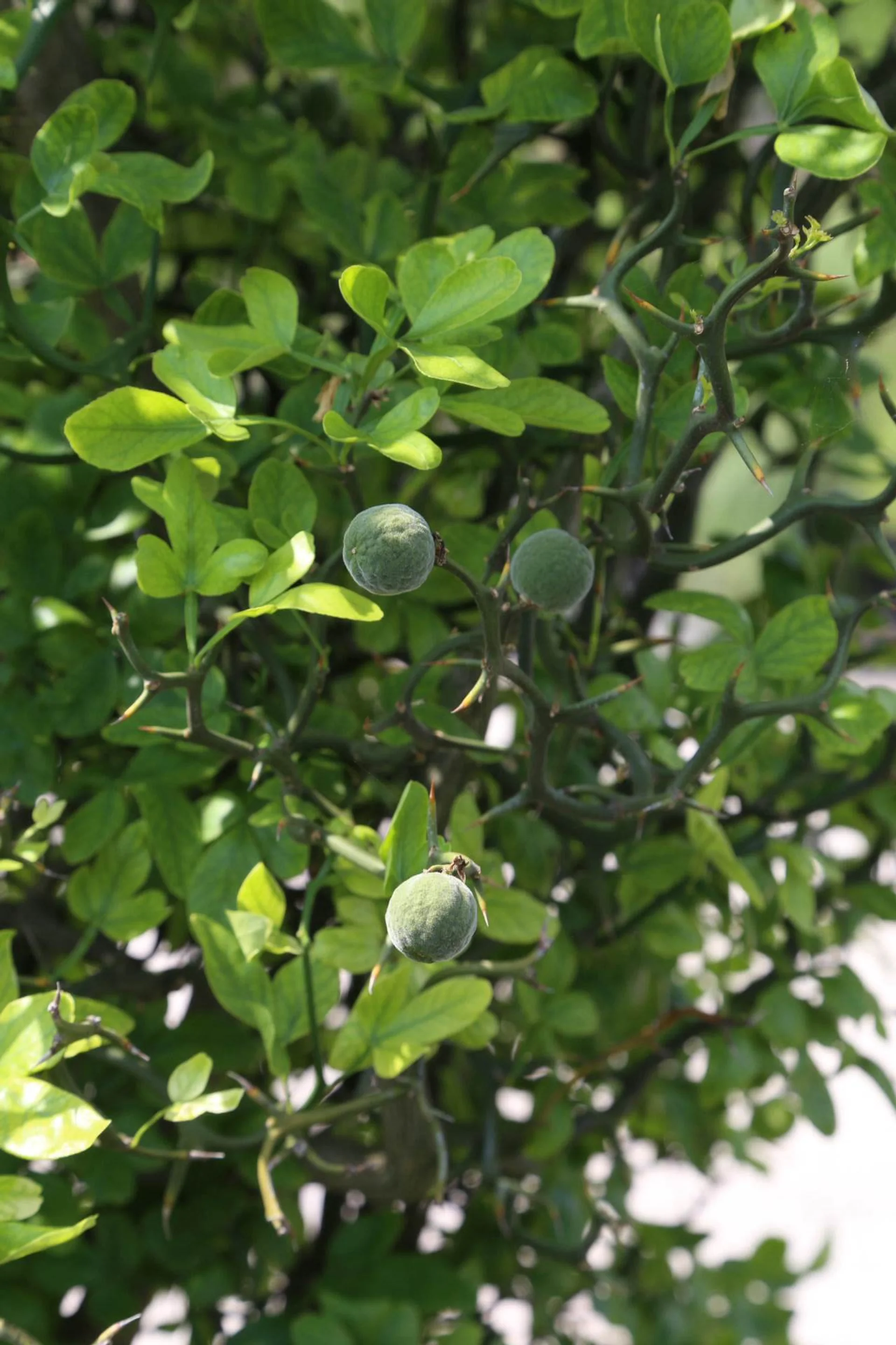 Trifoliate orange (poncirus trifoliata), also called wild orange. Great rootstock for citrus, horrible for eating (don't even try). Also known for awful thorns. We grow a variety of this called "flying dragon" in our orchard for its ornamental value.