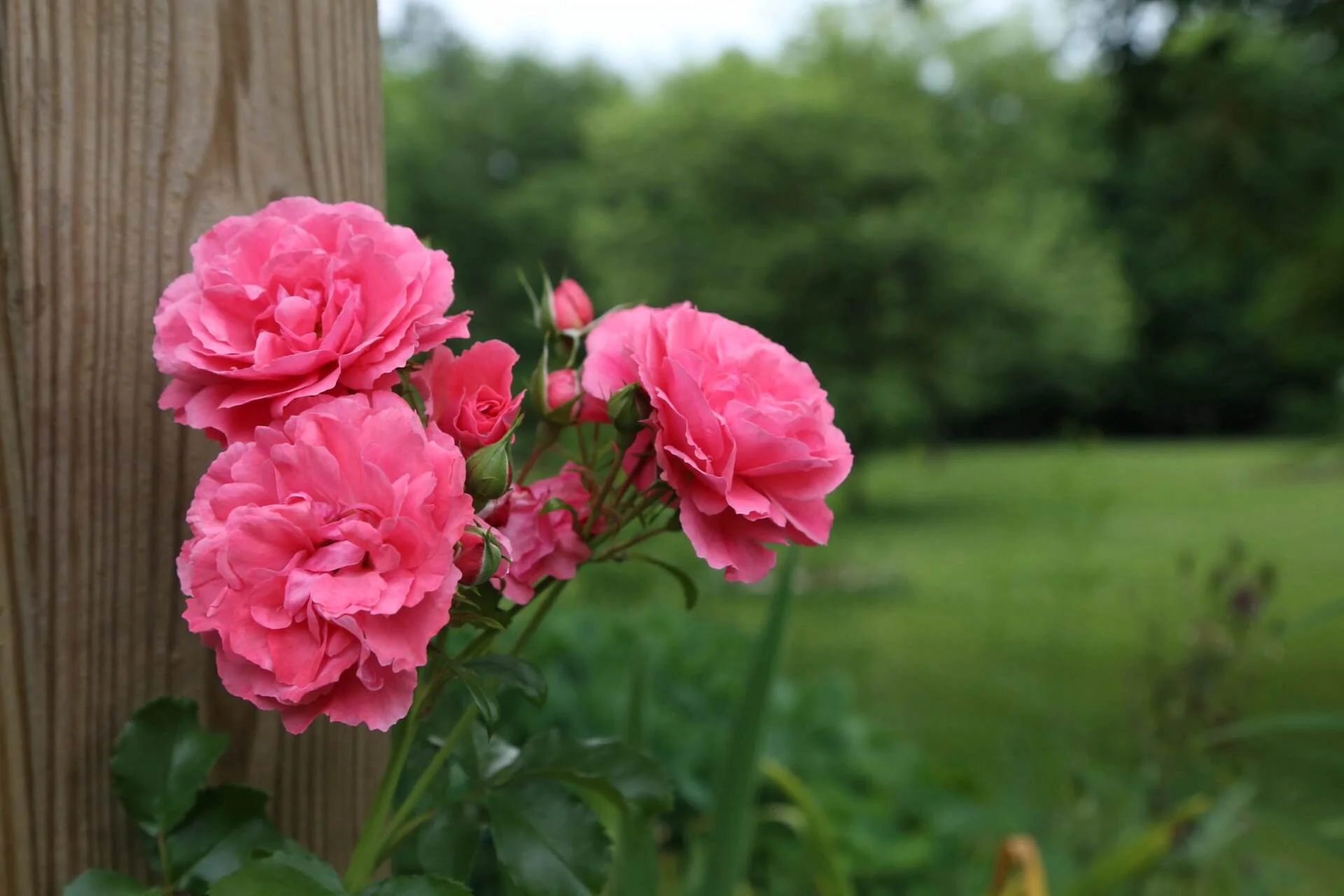 Pink climbing roses for Grammy