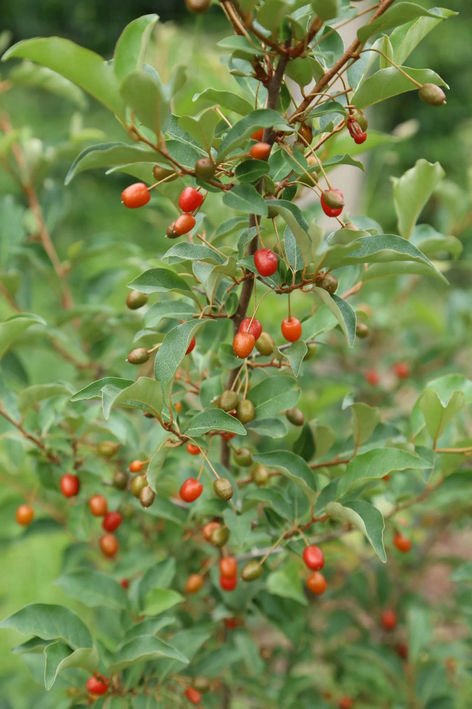 Goumi berries ripening. Carefree plant, early ripening, nitrogen fixer. Berries are decent but have a single large pit inside.