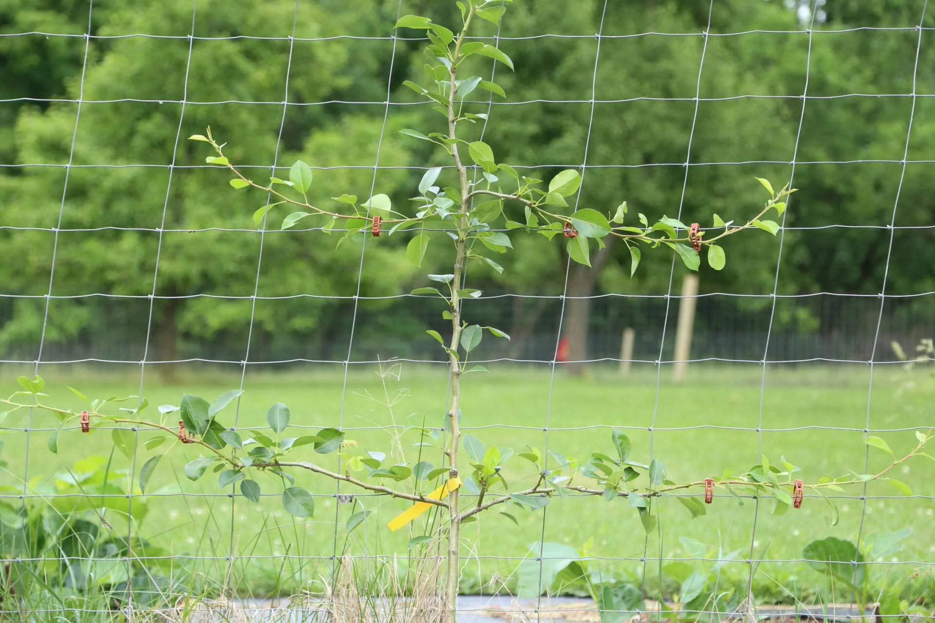 The beginnings of a European pear espalier.