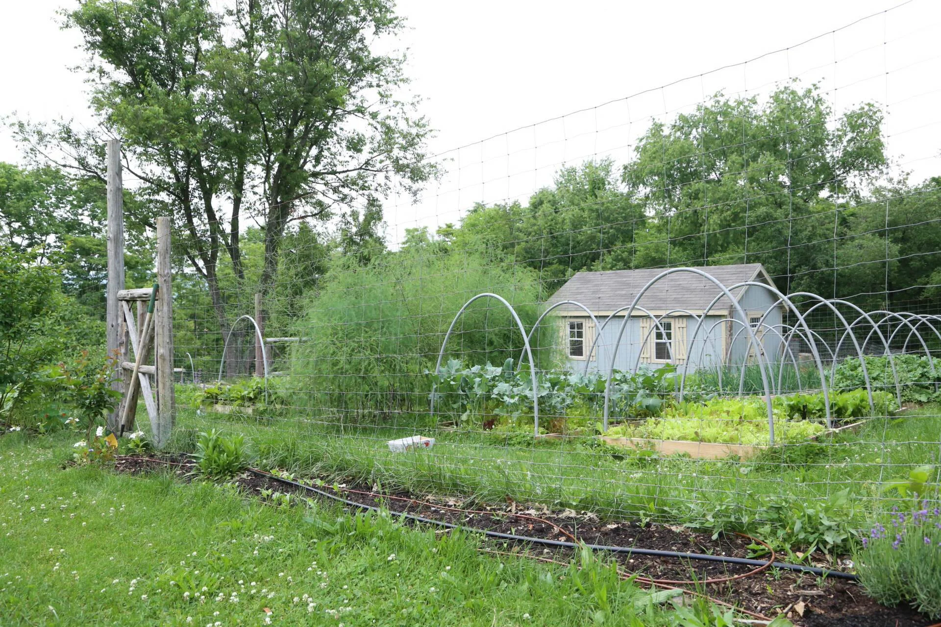 A post would be remiss without a shot of our vegetable garden. Everything is coming on nicely and we'll soon have some summer-type vegetables available!