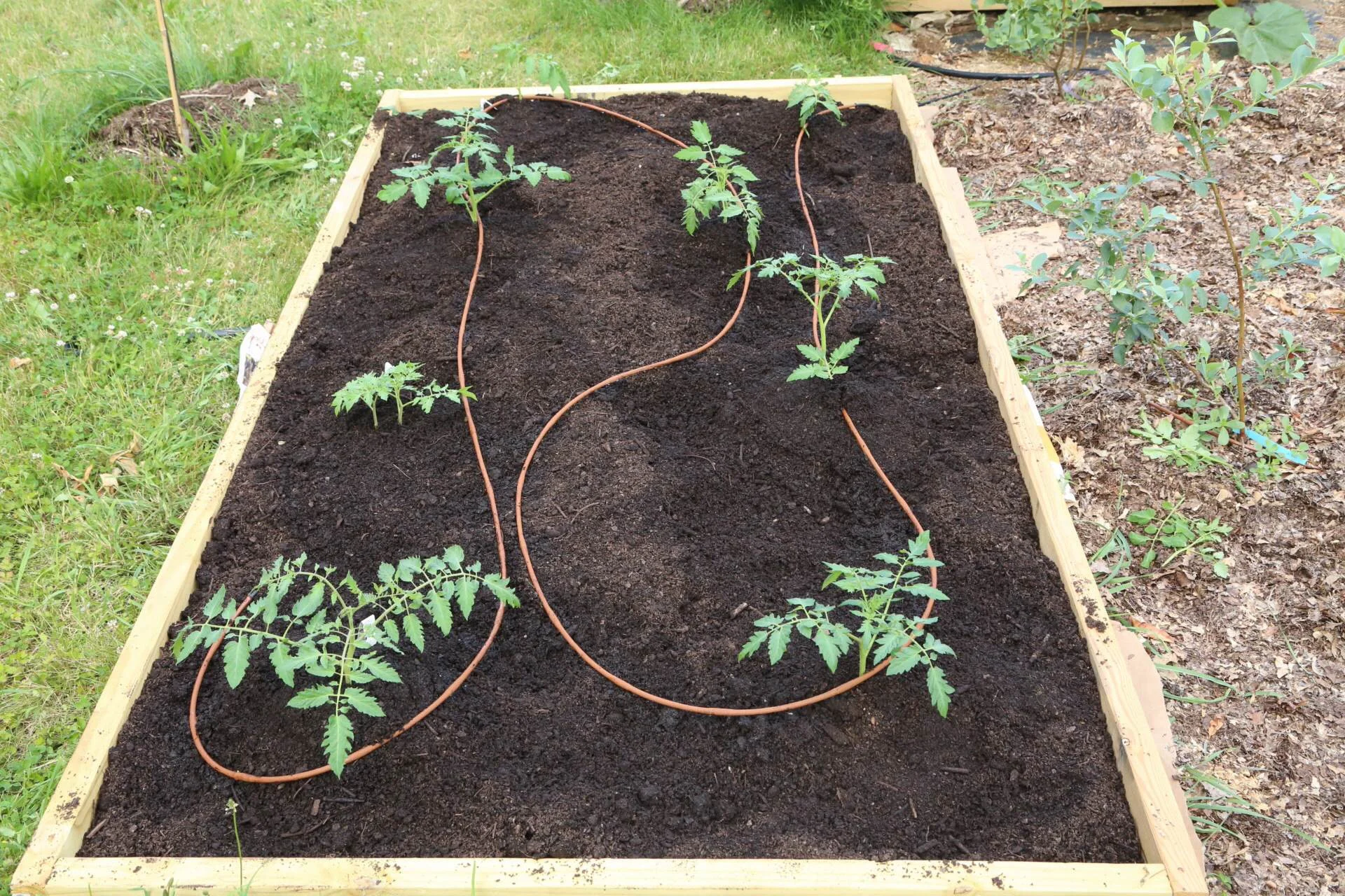 Late-planted tomatoes with drip tubing installed. Most are cherries so they should all bear pretty quickly!