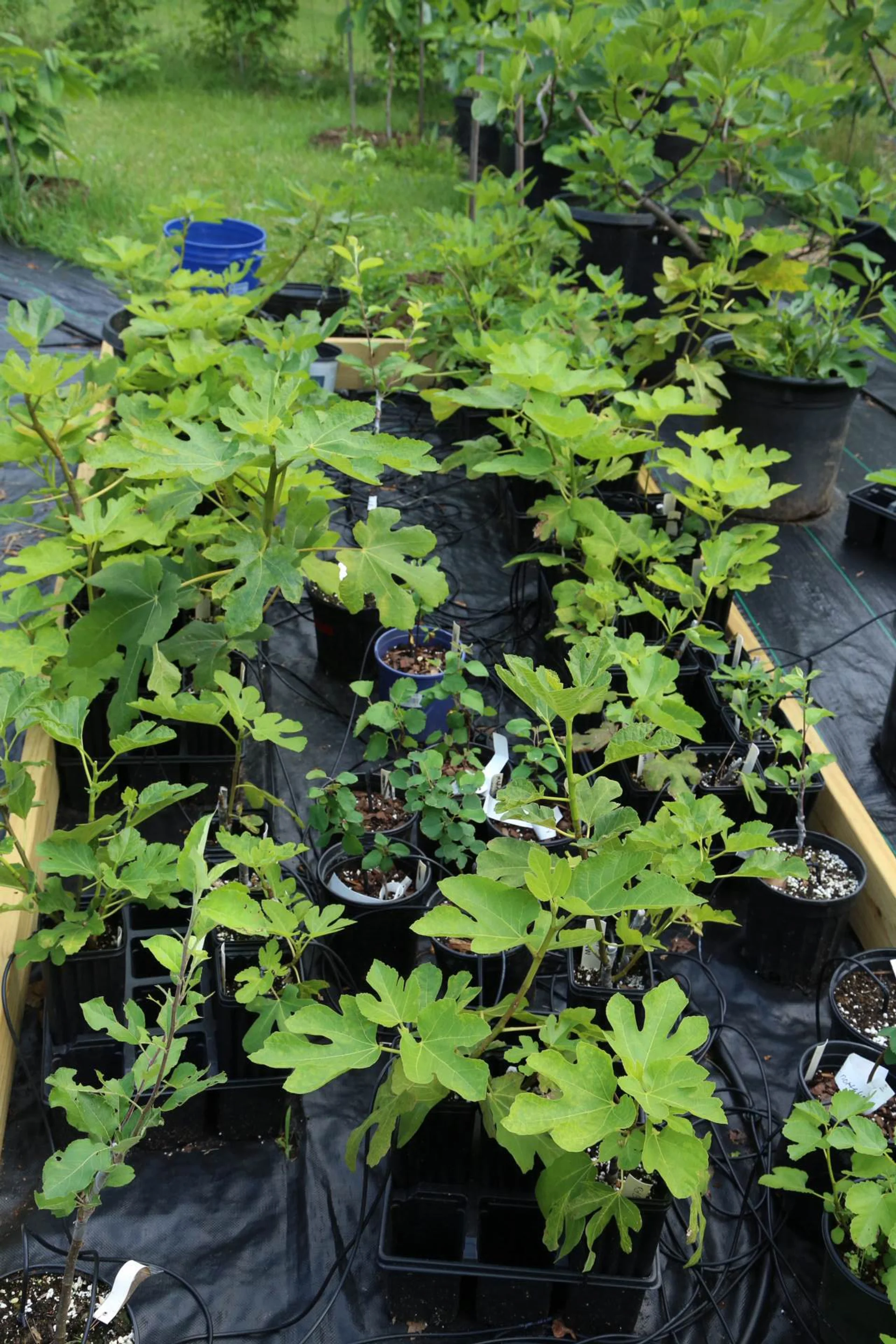 Young fig trees