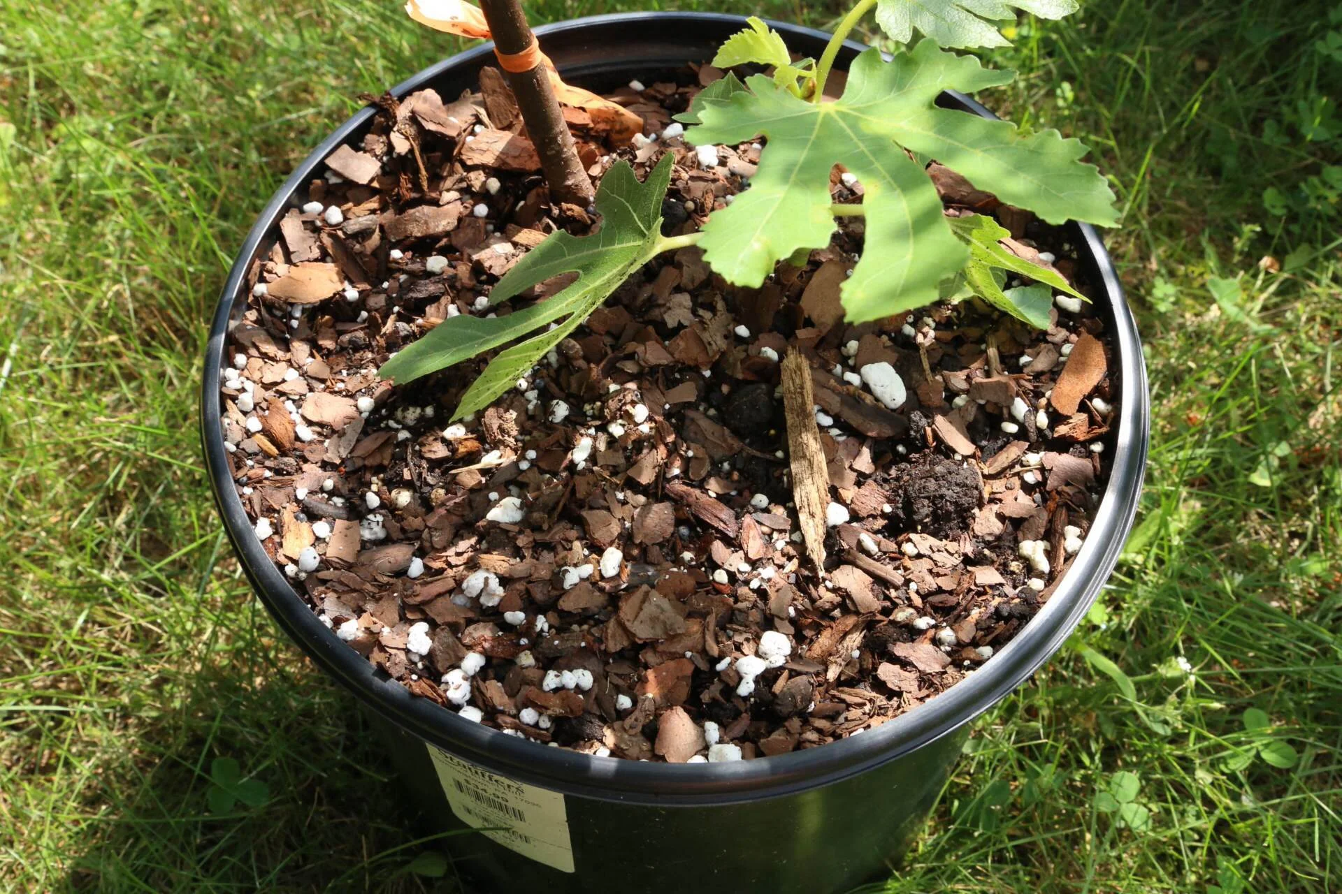 Our mix after it's been potted up and watered in.