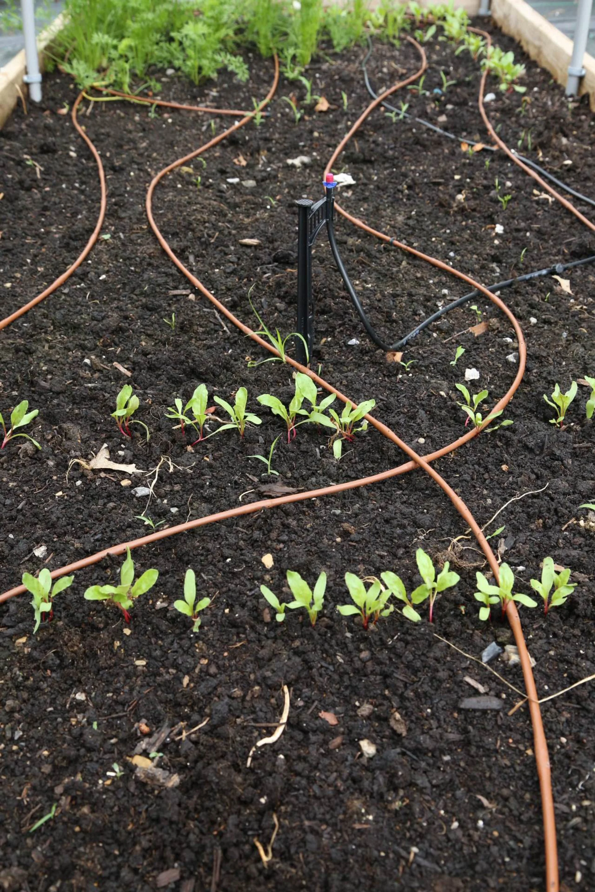Quarter inch dripline along with a microsprinkler for seedlings. I don't highly recommend this particular microsprinkler since it seems to clog easily.