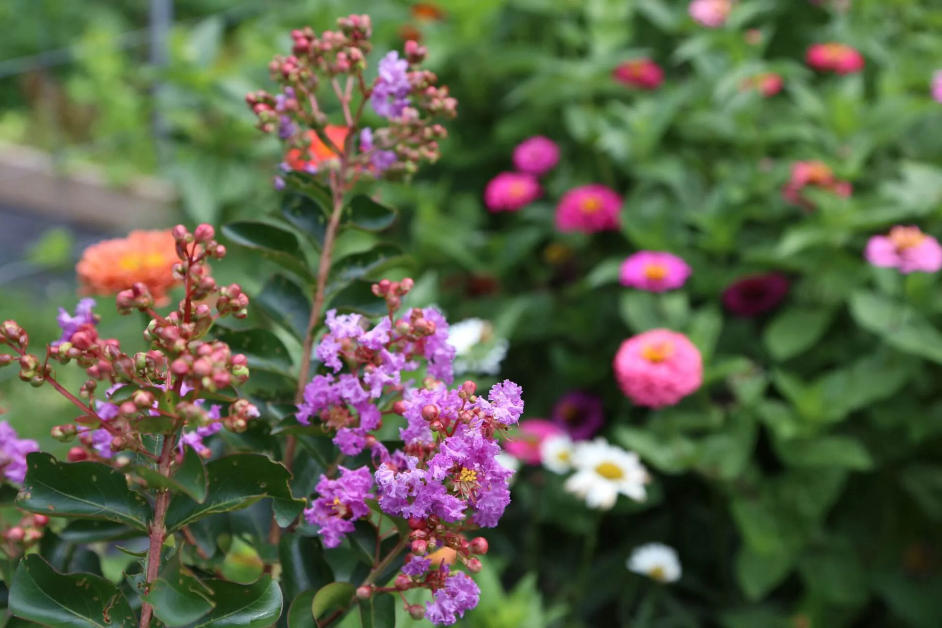 Our purple crape myrtle flowering after dying back almost to the ground this year.