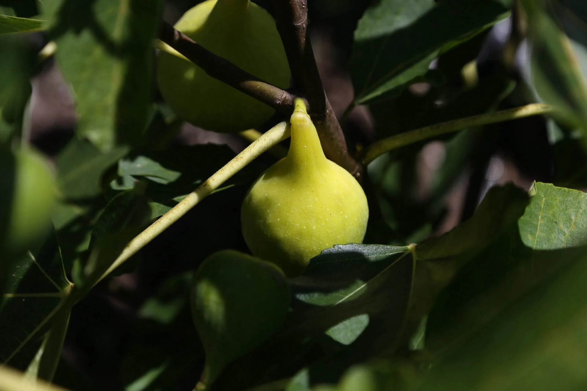 A ripe Latarolla fig. Birds don't seem to bother light figs as much as dark figs. Maybe they're fooled by them?