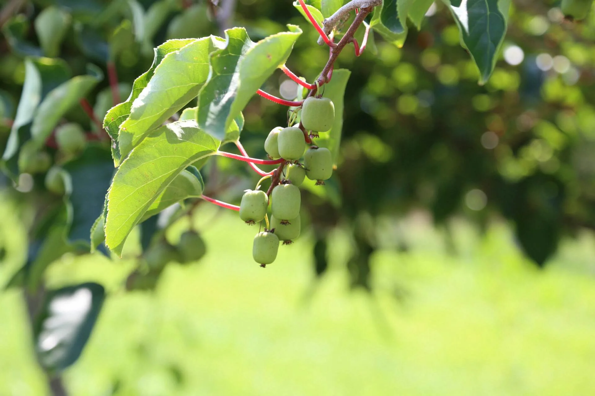Hardy kiwi (kiwiberries) almost ready to pick. If you haven't had them before, they're worth a try!