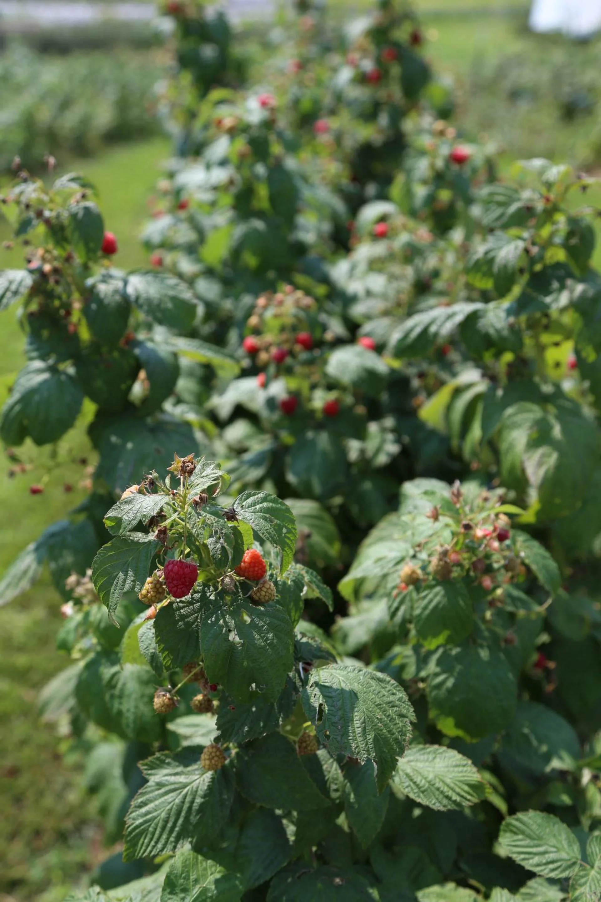 Fall-bearing (everbearing) raspberries ready for the picking