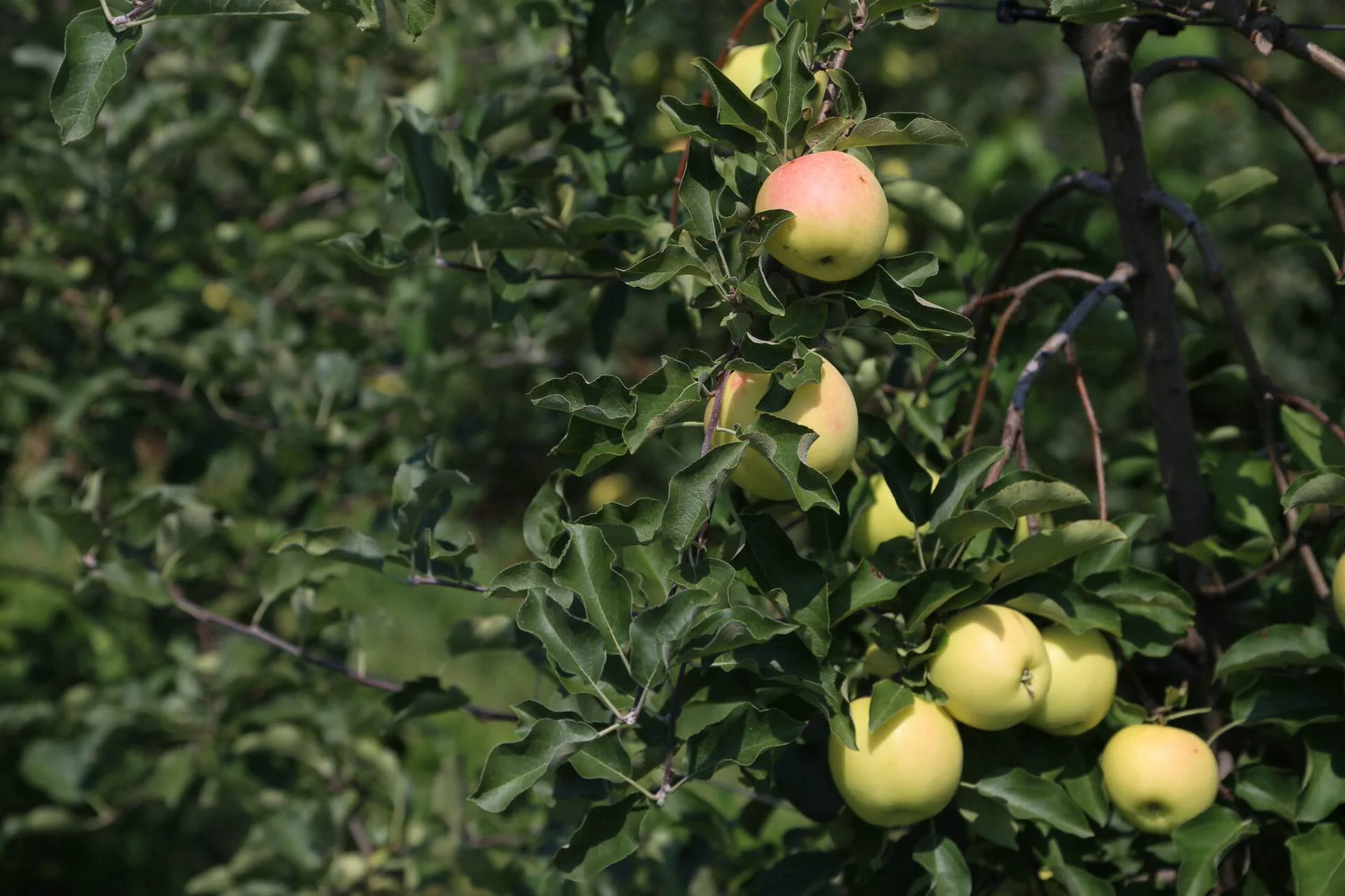 Ginger Gold apples with a beautiful rosy blush.