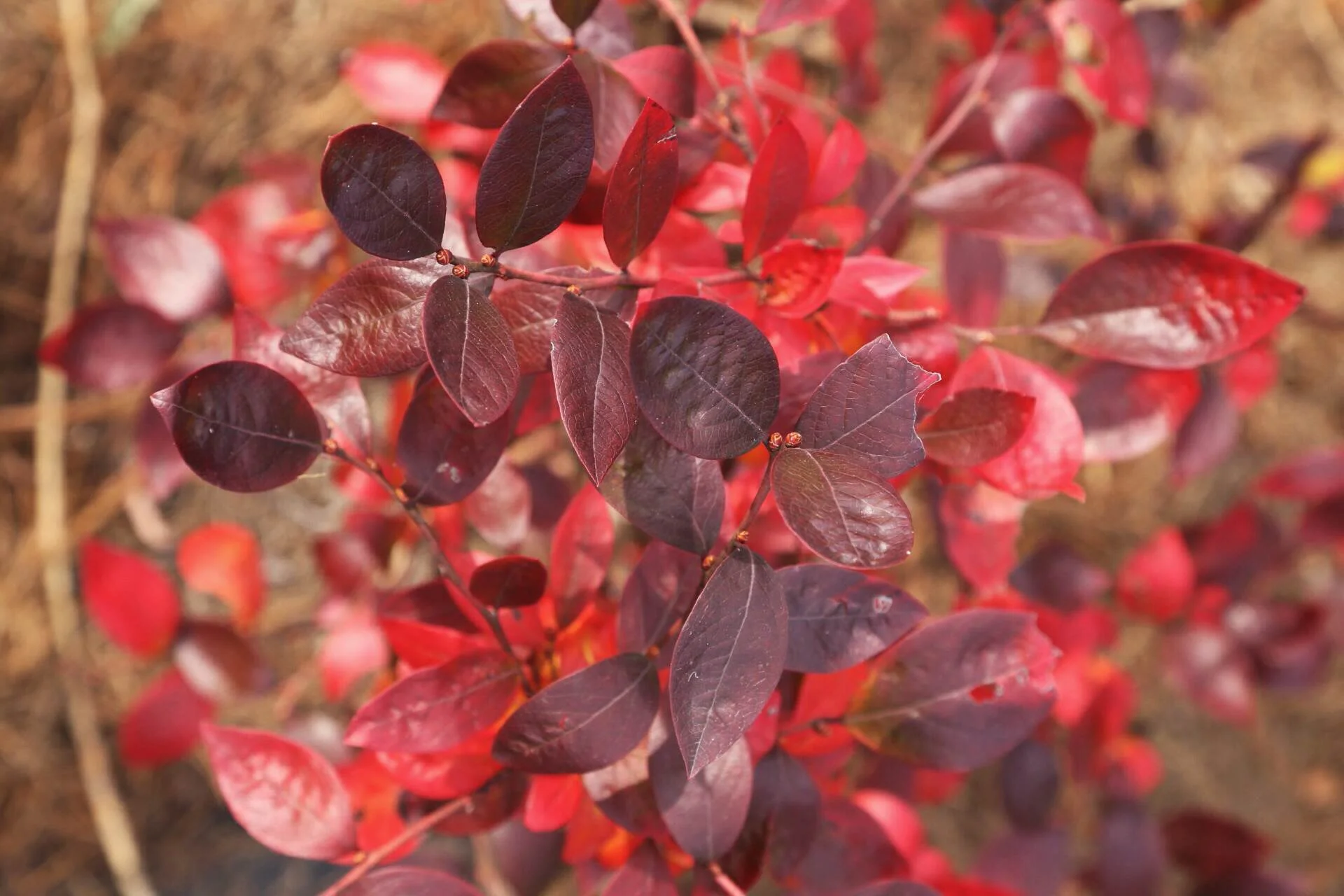 Purple leaves mature to a bright red on this blueberry bush