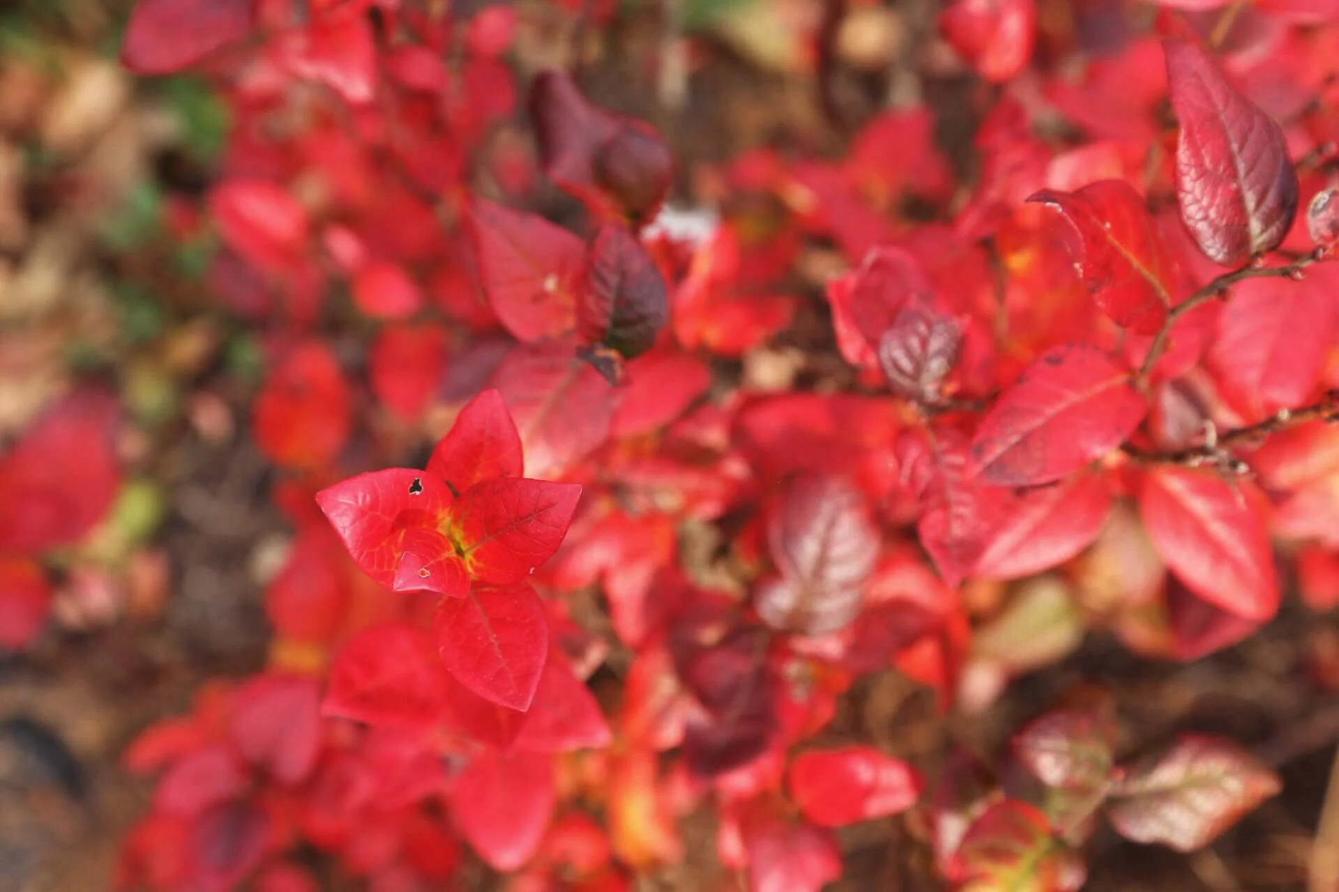 Brilliant reds on this Chippewa blueberry, a half-high variety.