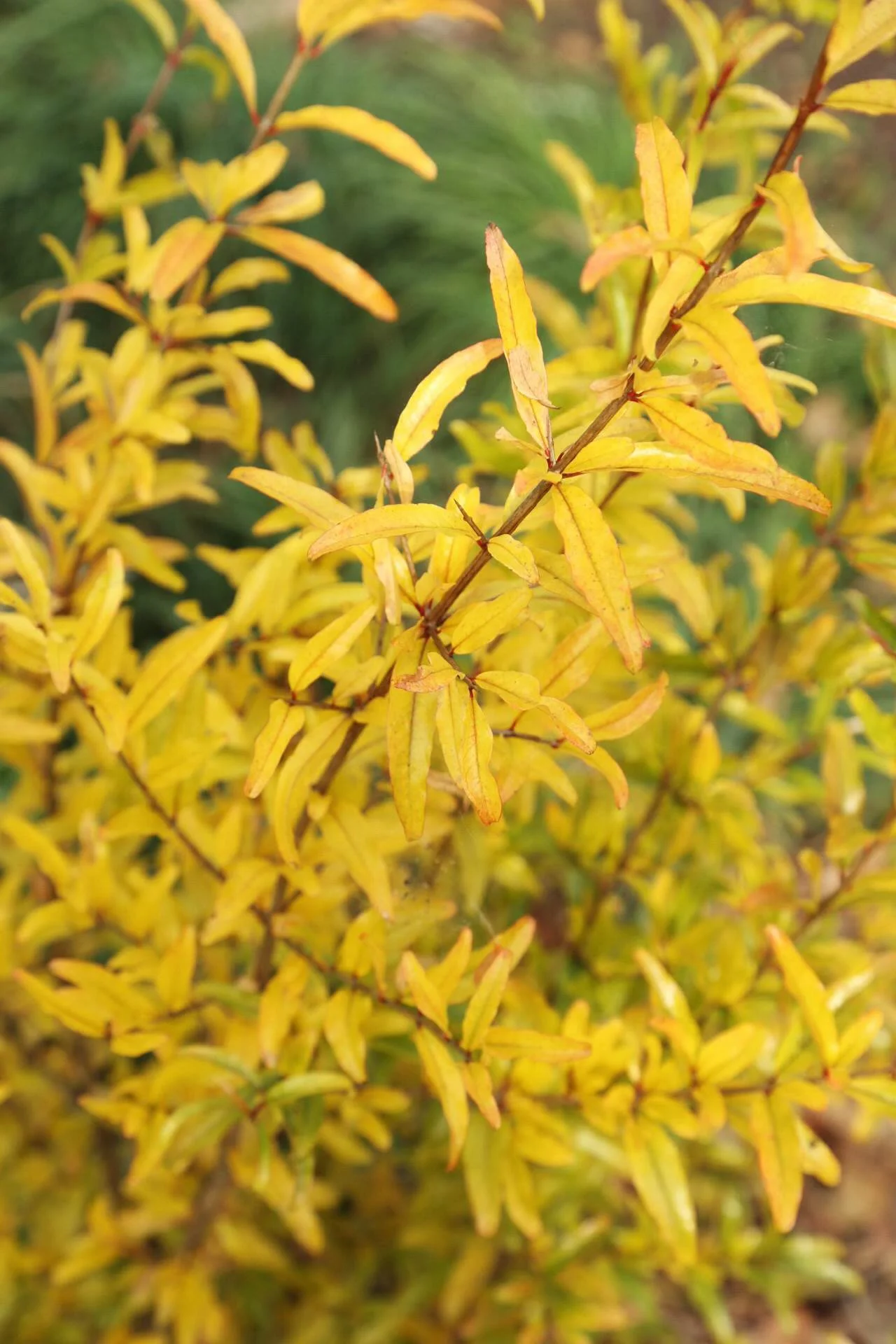 I was surprised this year at the bright yellow leaves of this Salavatski pomegranate