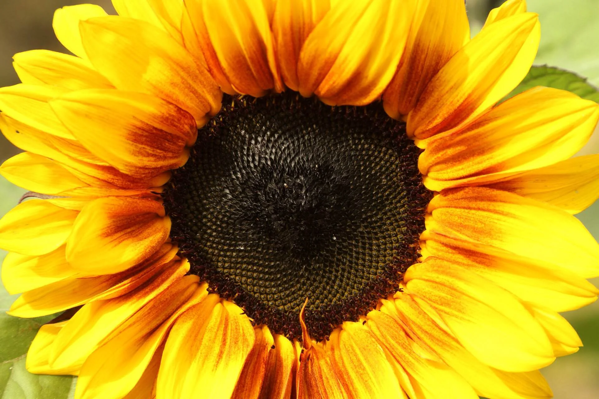 The last sunflower to bloom this season.