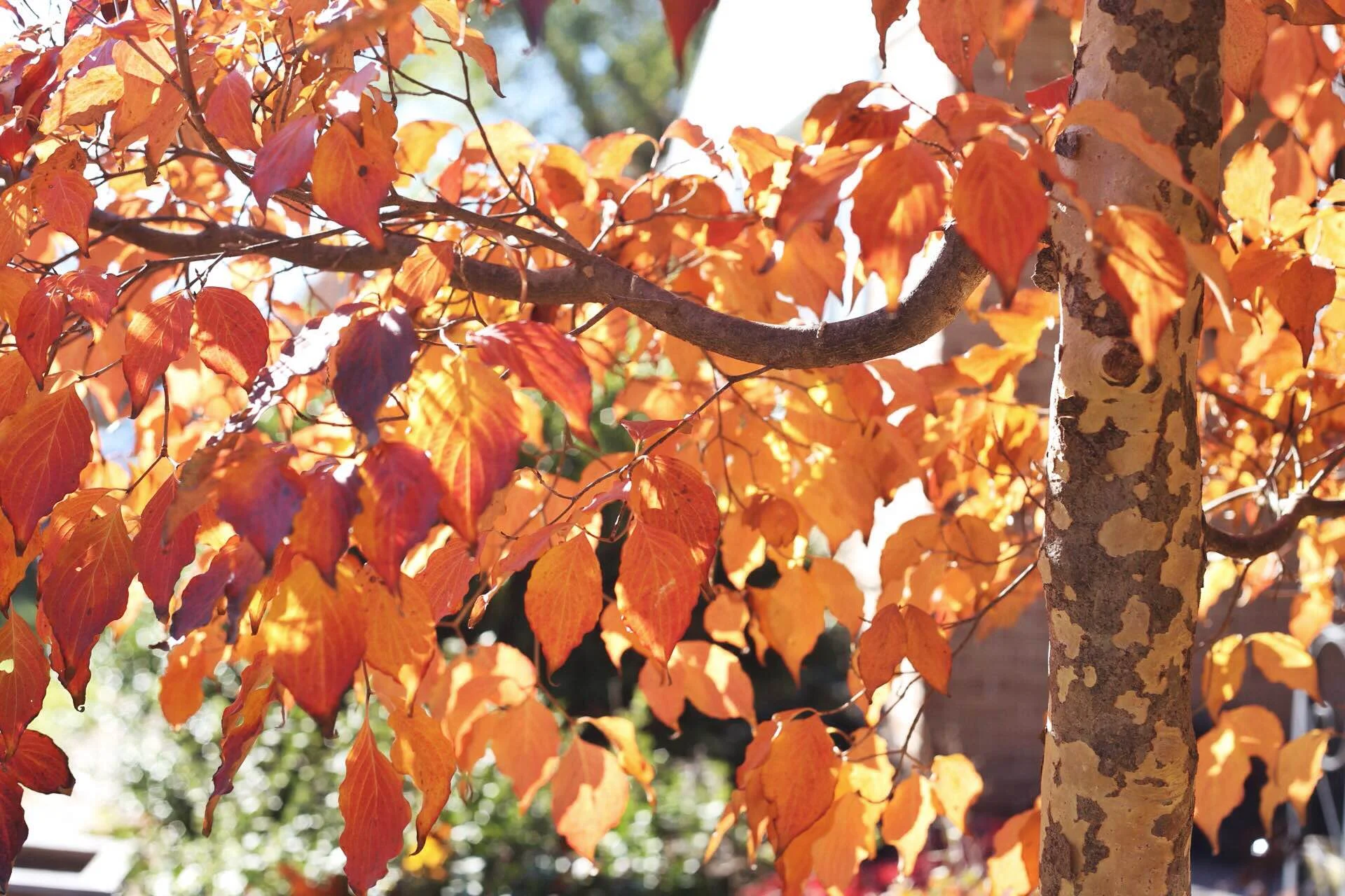 The kousa dogwood shows off its beautiful leaves and contrasting bark