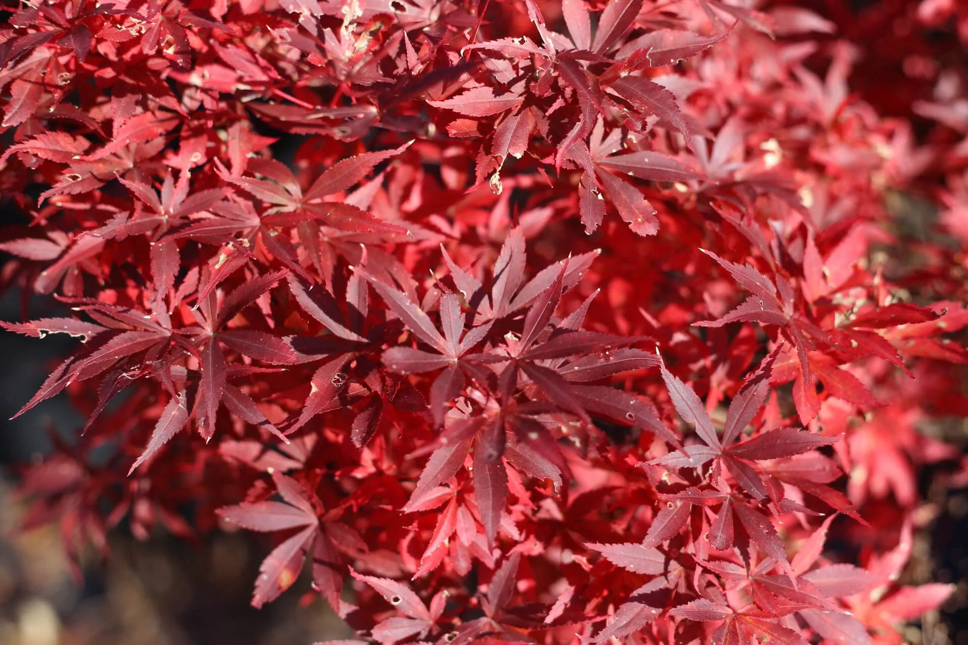 japanese_maple_4.jpg