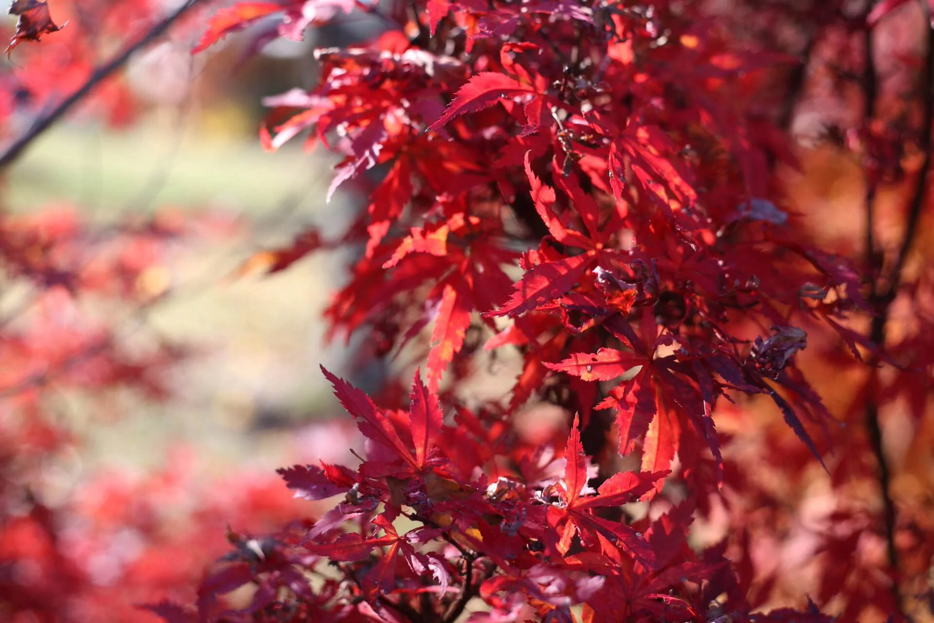 japanese_maple_5.jpg