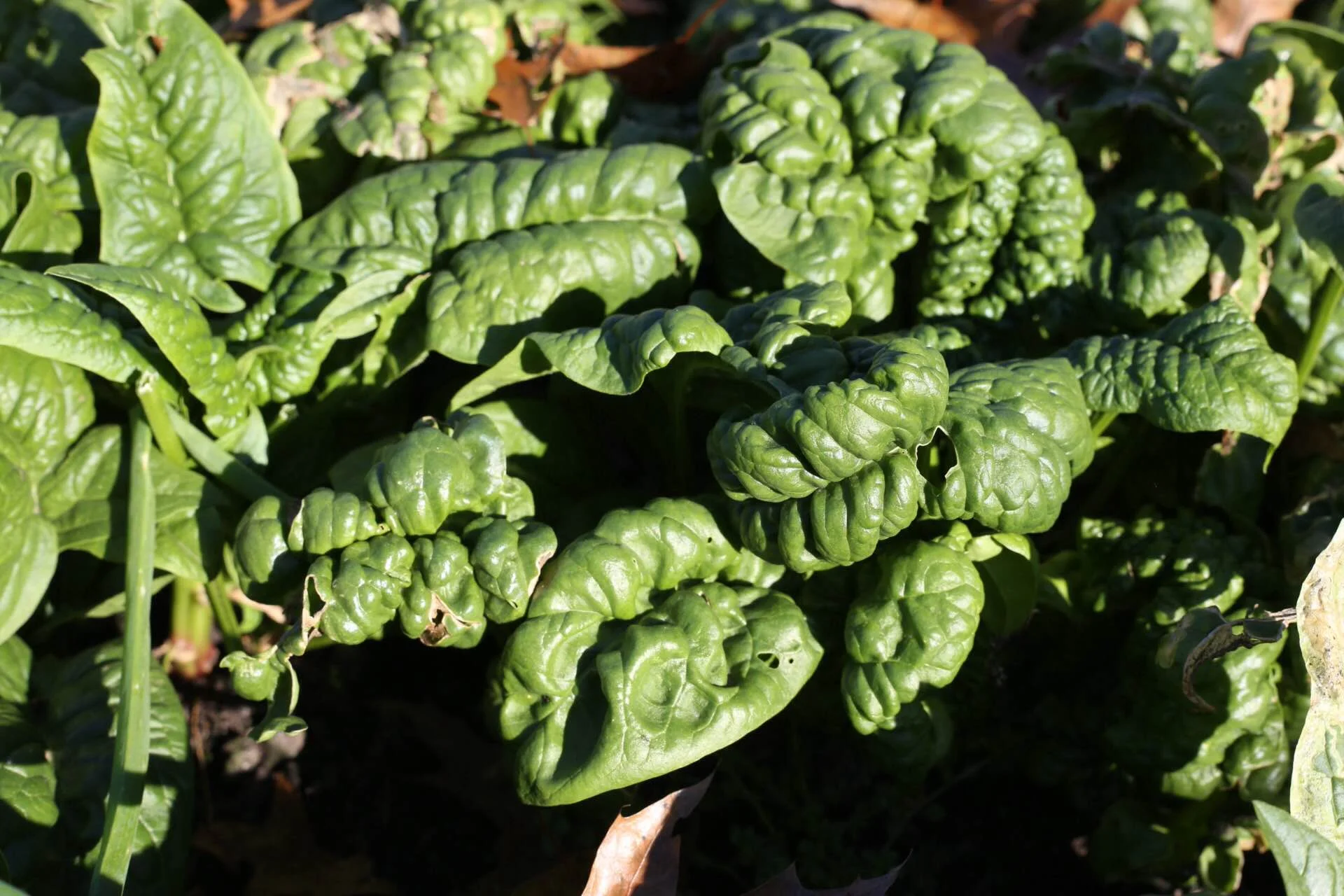 Fresh spinach is exceptional in fall and winter, plus the insect pressure is lower too. Spinach has proven very hardy for us, surviving down to -5F under snow cover or cold frames.