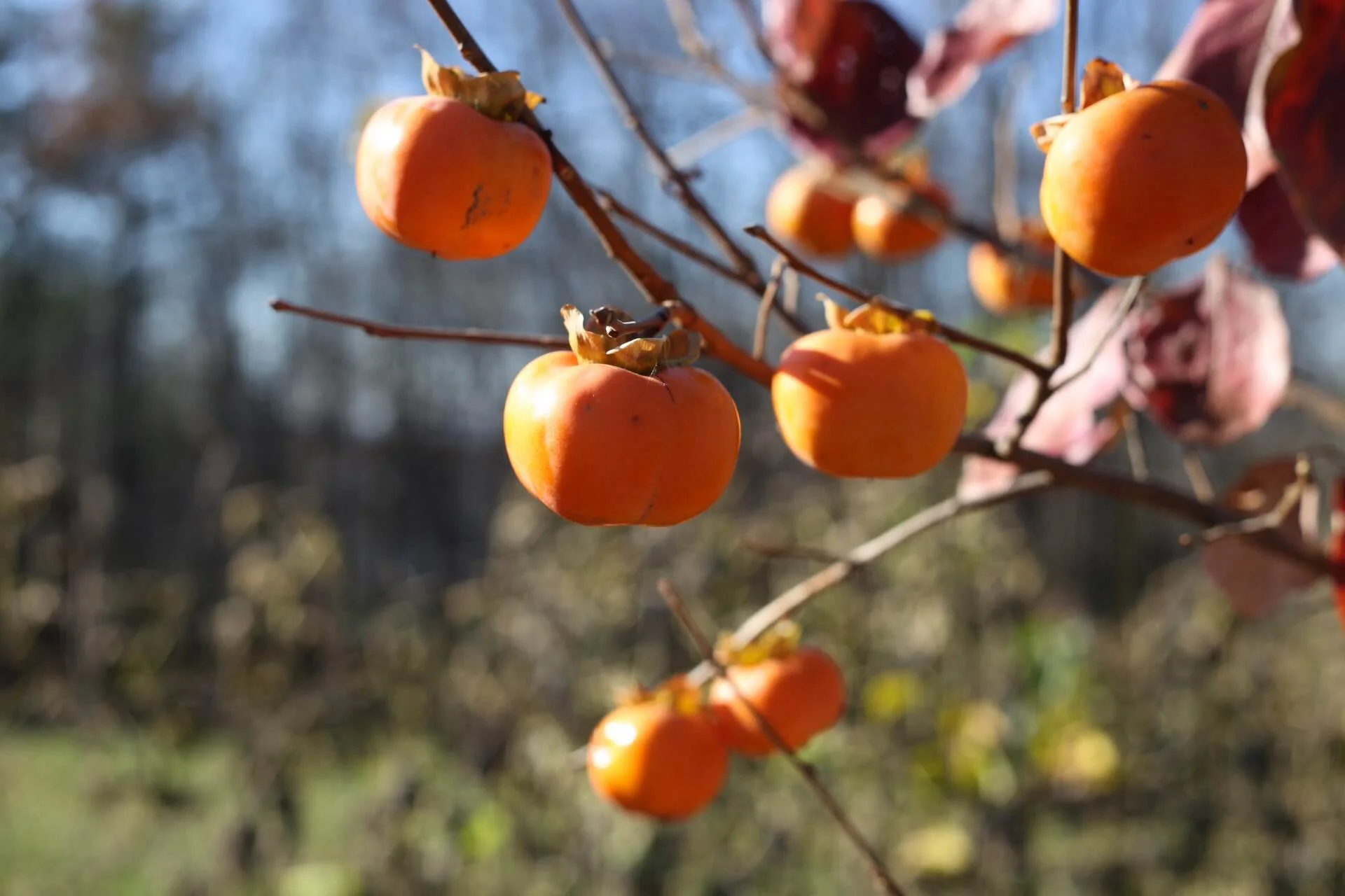 Persimmons hang like little ornaments waiting to be picked. I'm told that these will hang even on into December like this.