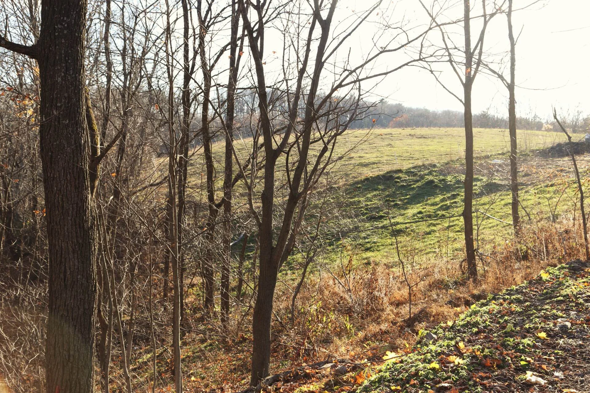 A view of one of the pastures.