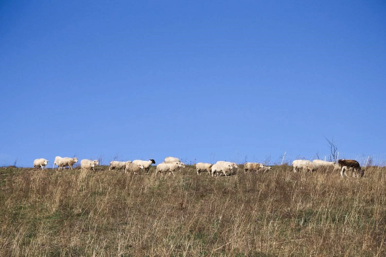 Sheep on the hilltop.