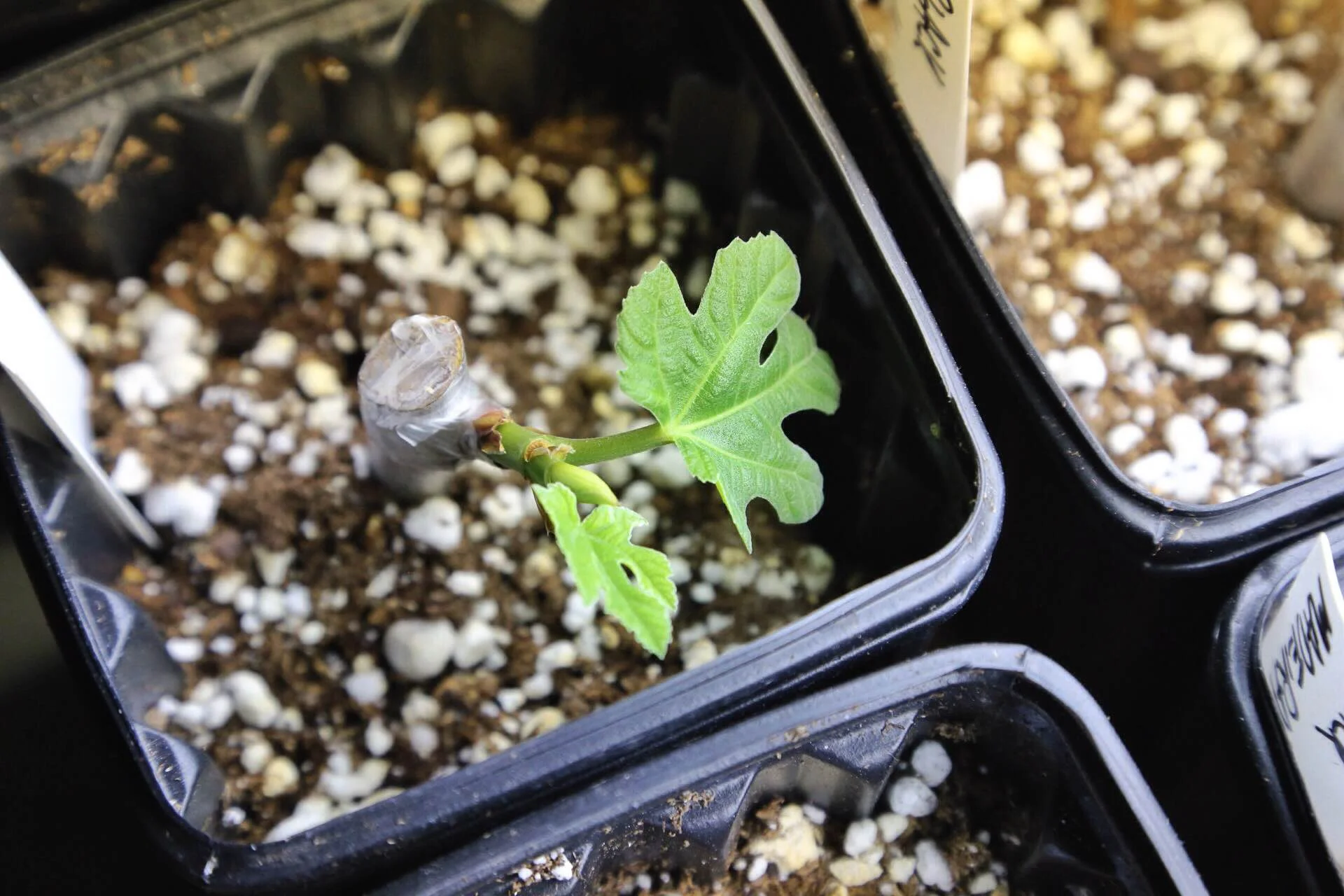 First signs of life from a fig cutting (Maltese Falcon I believe)