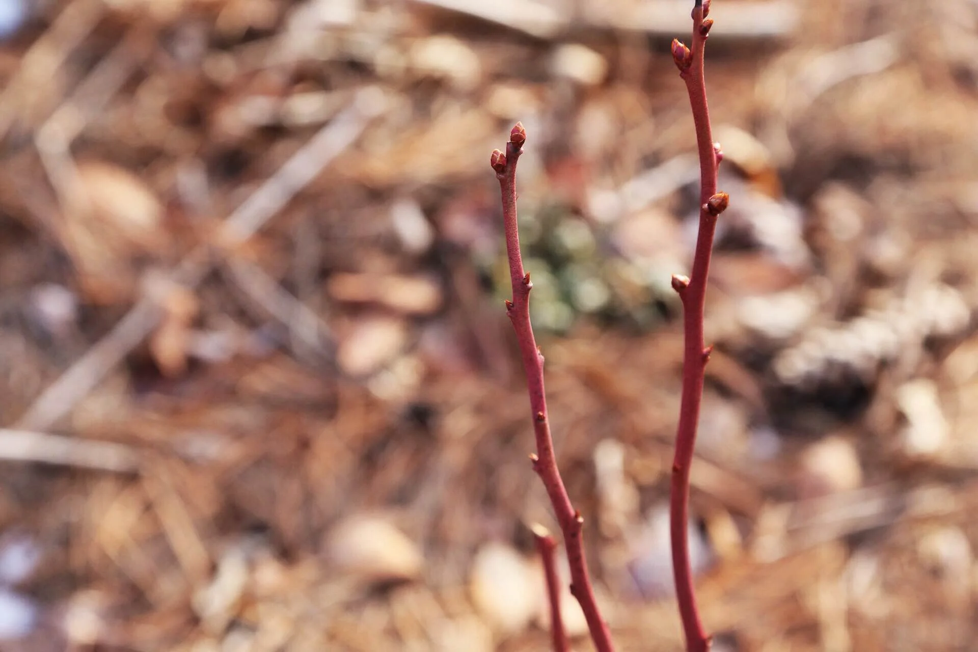 Dormant blueberry with buds waiting to burst. All blueberries got a fresh dressing of pine straw or shredded leaves this fall.