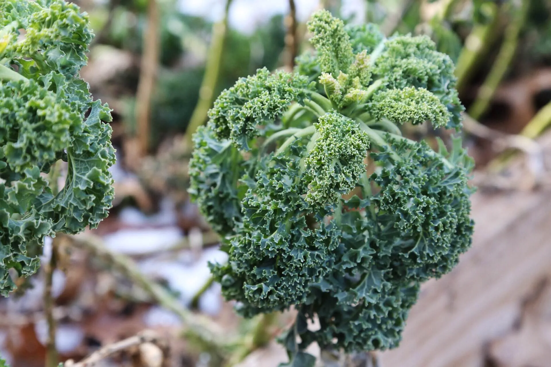 Kale is still alive and kicking even after several single digit nights.