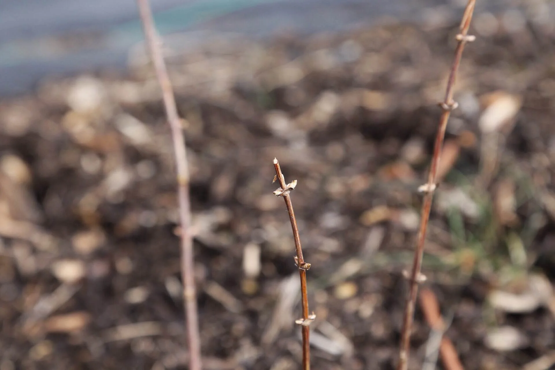 This honeyberry is already beginning to bud out. It's one of our hardiest, earliest fruiting plant and its blooms can purportedly withstand 22F. Verdict is still out on the fruit, though.