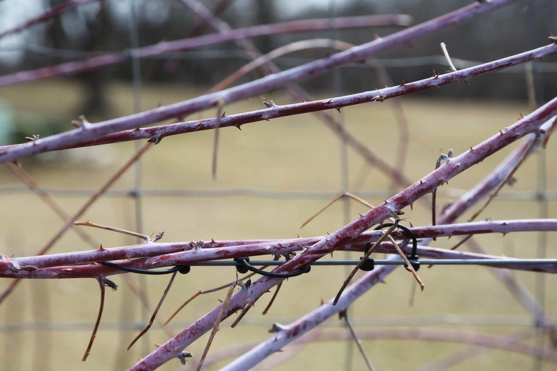 The bare red-purple canes of the black raspberry contrast beautifully against our fence.