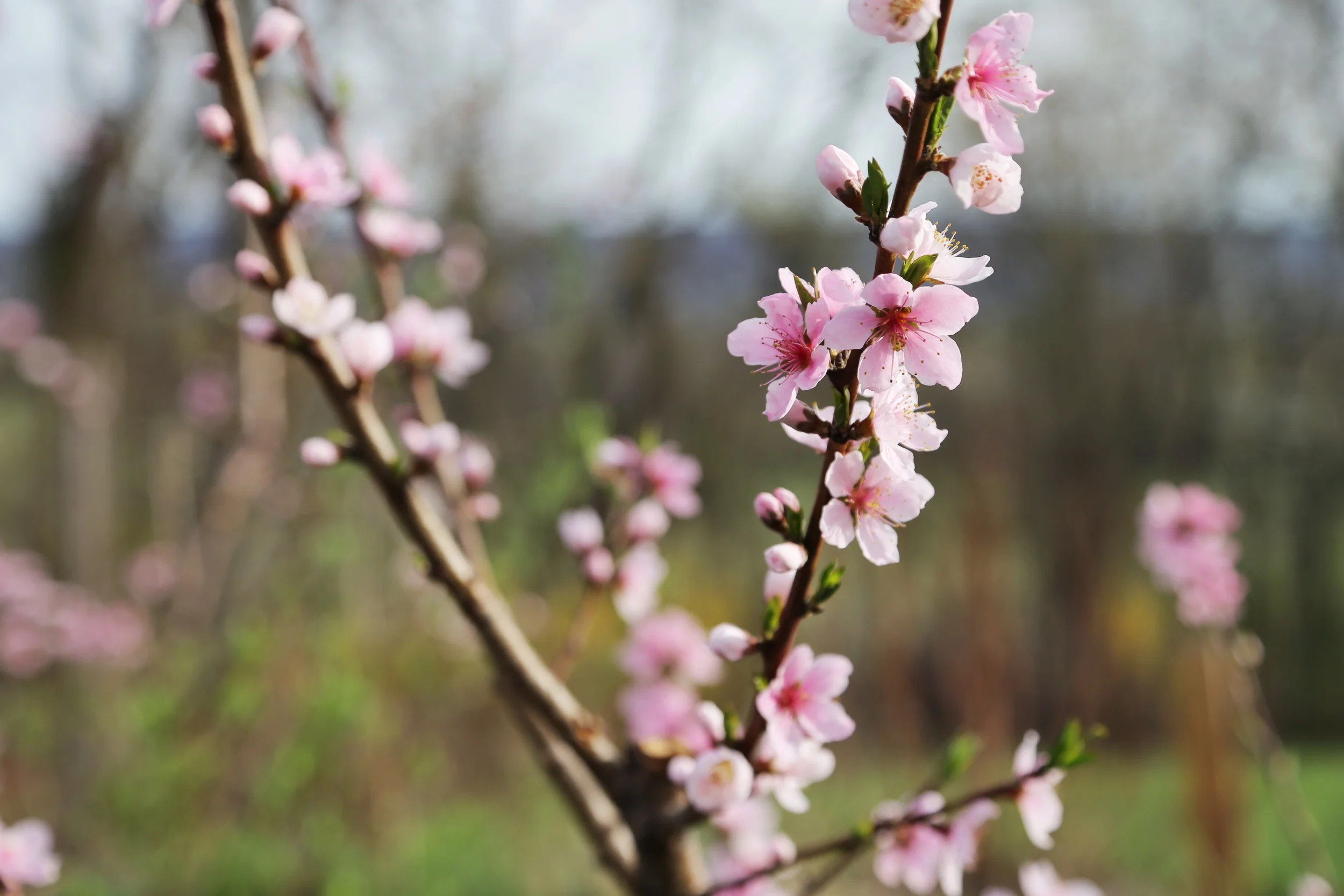 'Harbinger' peach in almost full bloom