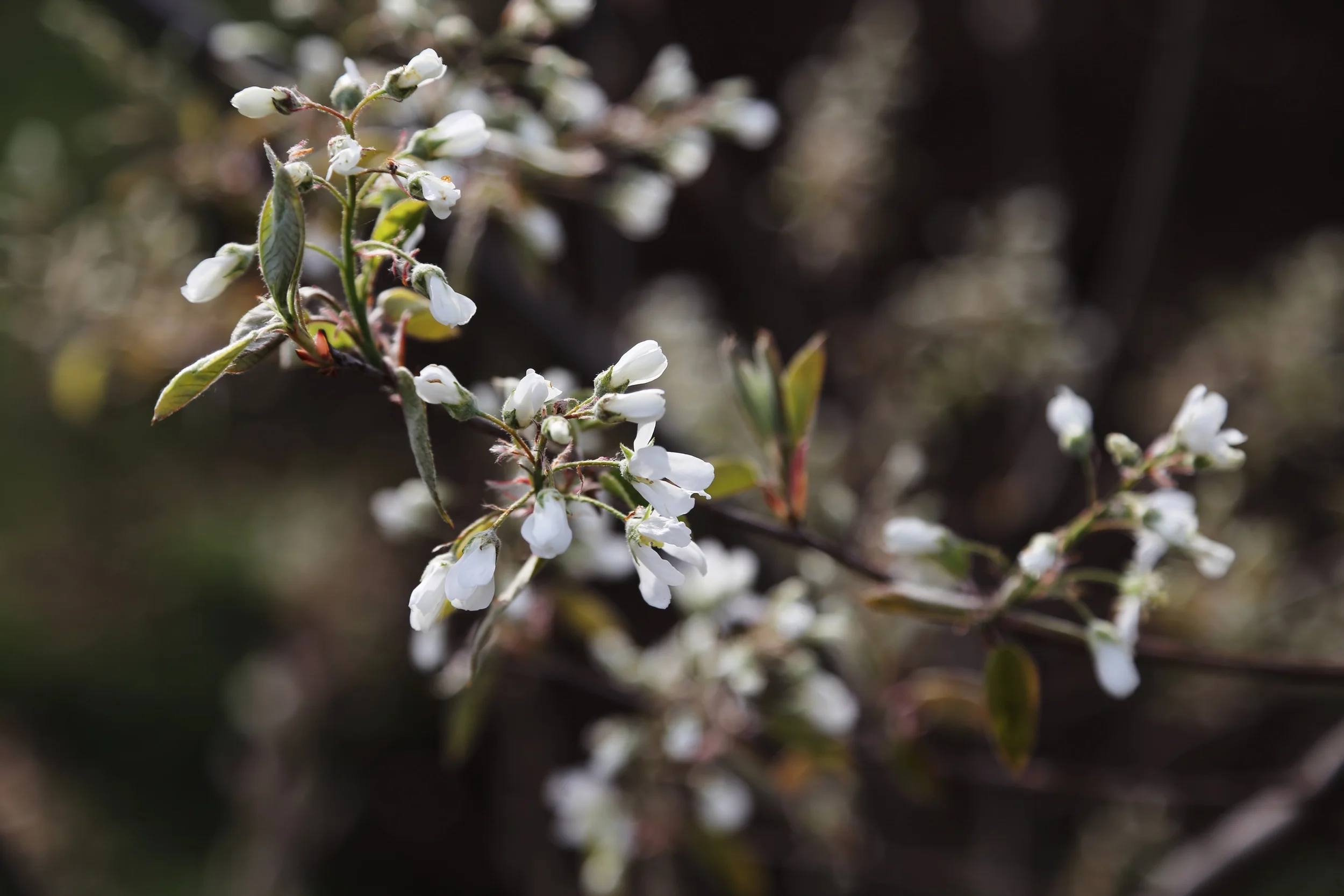Amelanchier x grandiflora 'Autumn Brilliance' Serviceberry