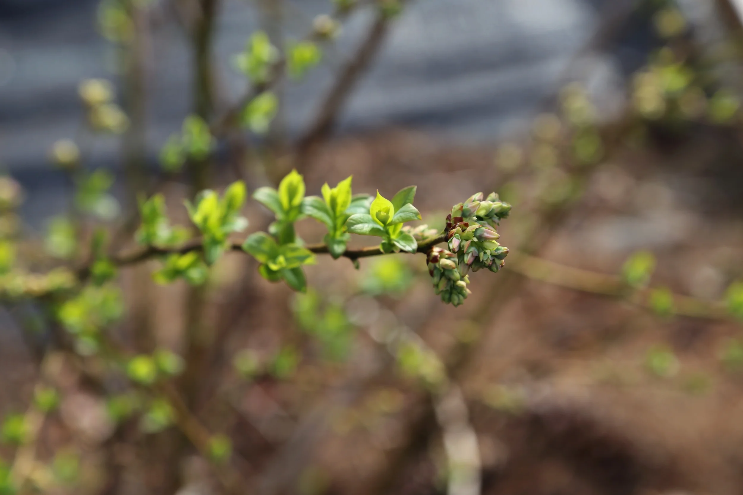 Some of the blueberries are rather close to opening. Can't wait for fresh berries in just a couple months.