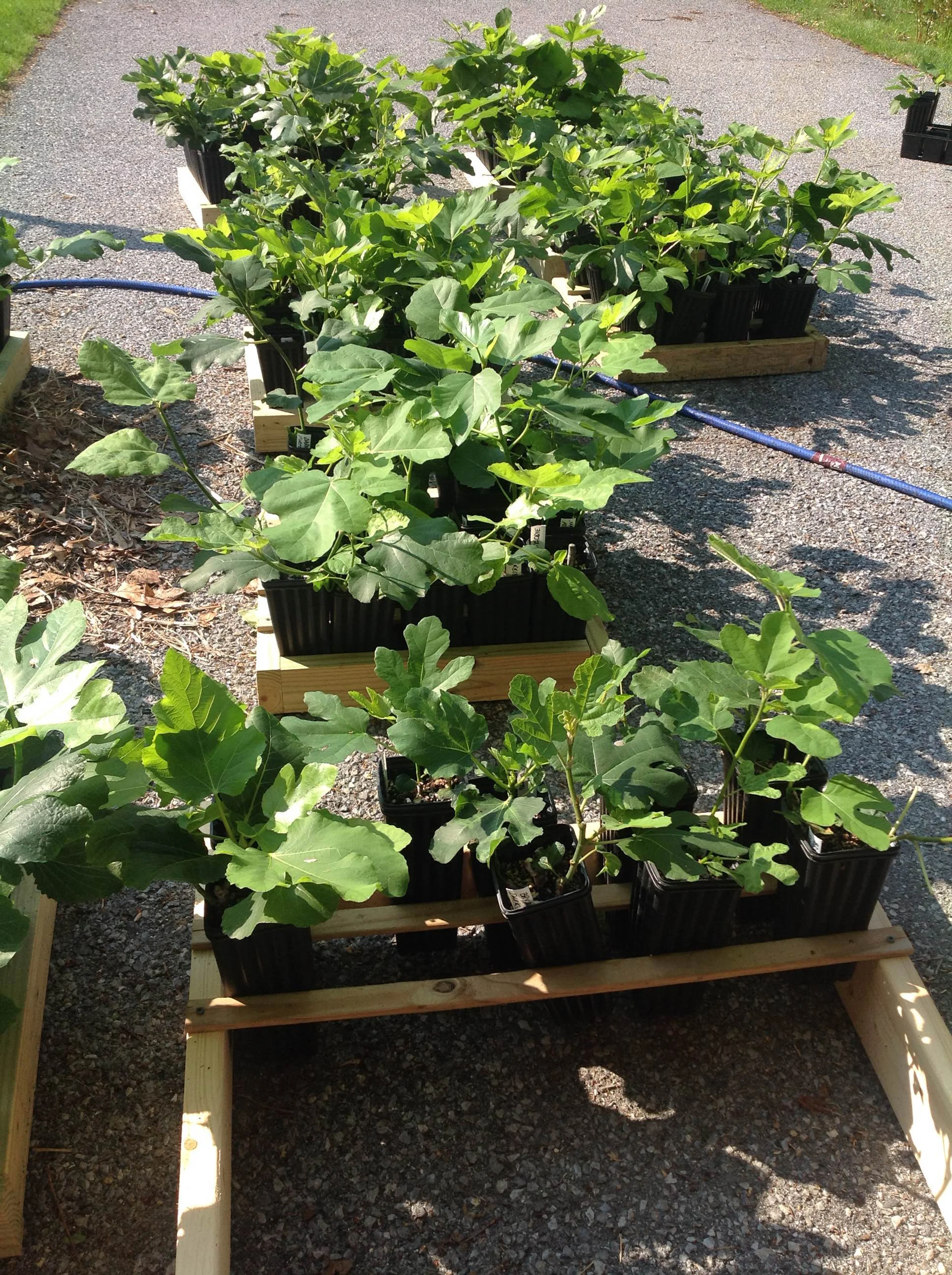 Baby fig trees in need of a good home