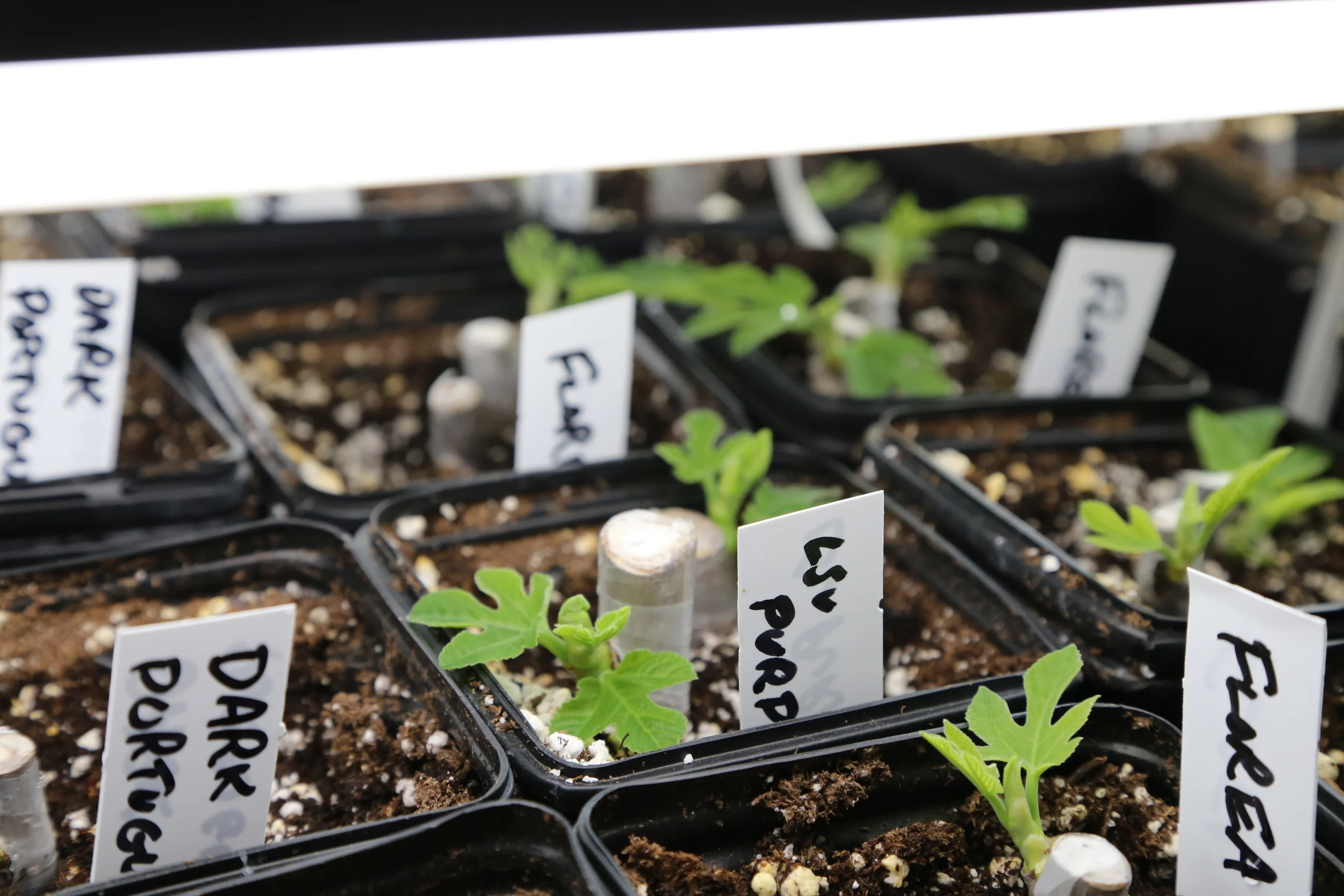 Fig starts just 2-3 weeks into the growing process. We're growing in a much warmer basement (77-79F) so progress is much faster this year.