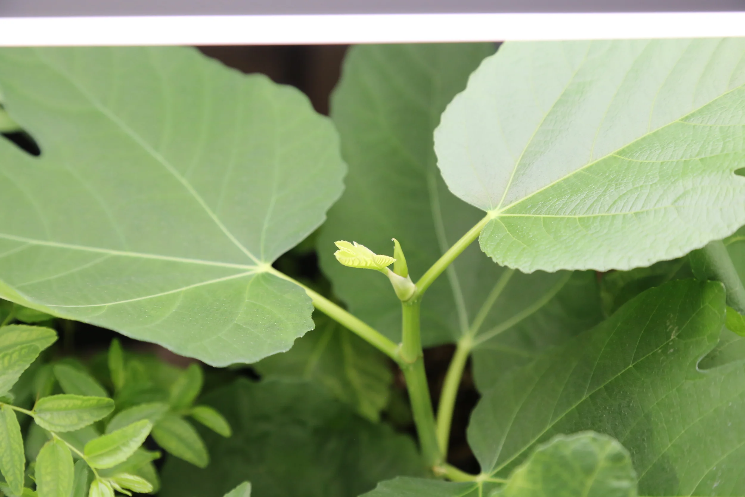 Young leaves on a Syrian variety, 'Qalaat Al Madiq'. We received some cuttings from a good friend and will be trying this variety along with Chiappetta, Dottato Nero, and Izbat An Naj (Egyptian variety) this year.
