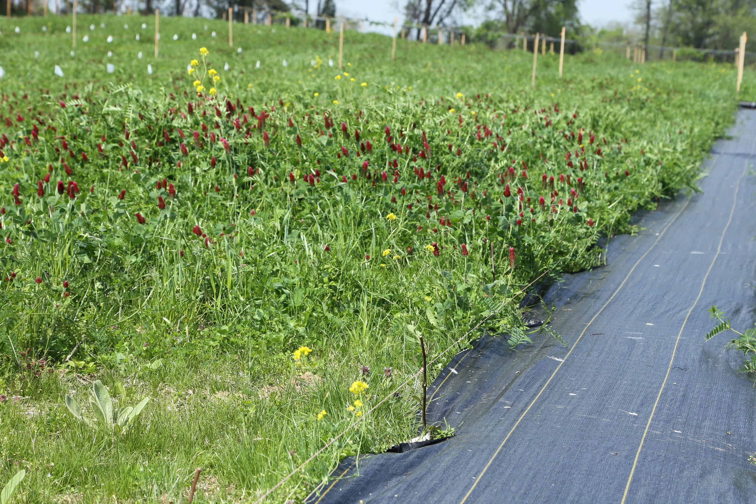 A weed barrier partially in place for our blackberries.