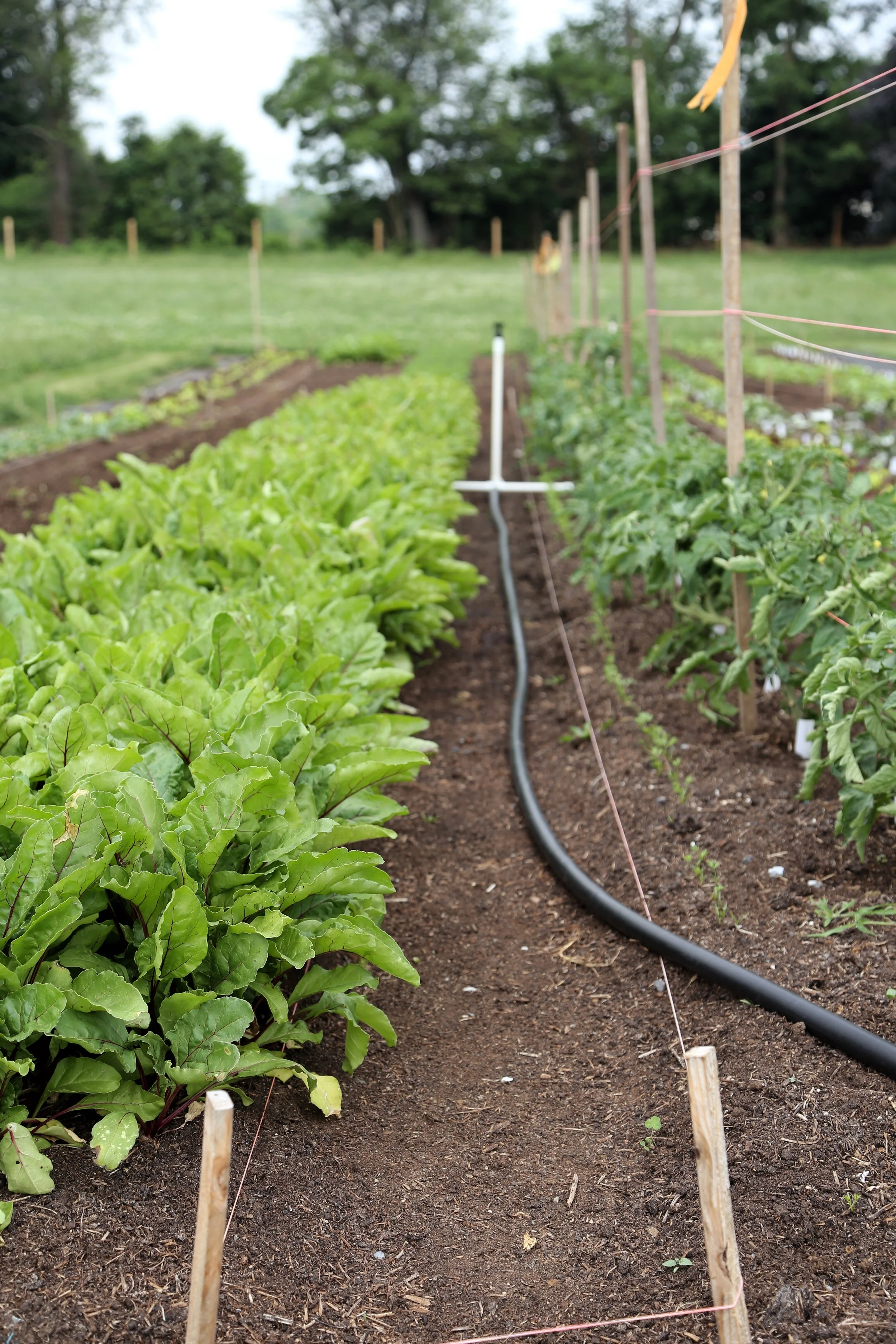 The garden looks better than ever. Tomatoes staked, beds weeded, old crops pulled and new ones sown.