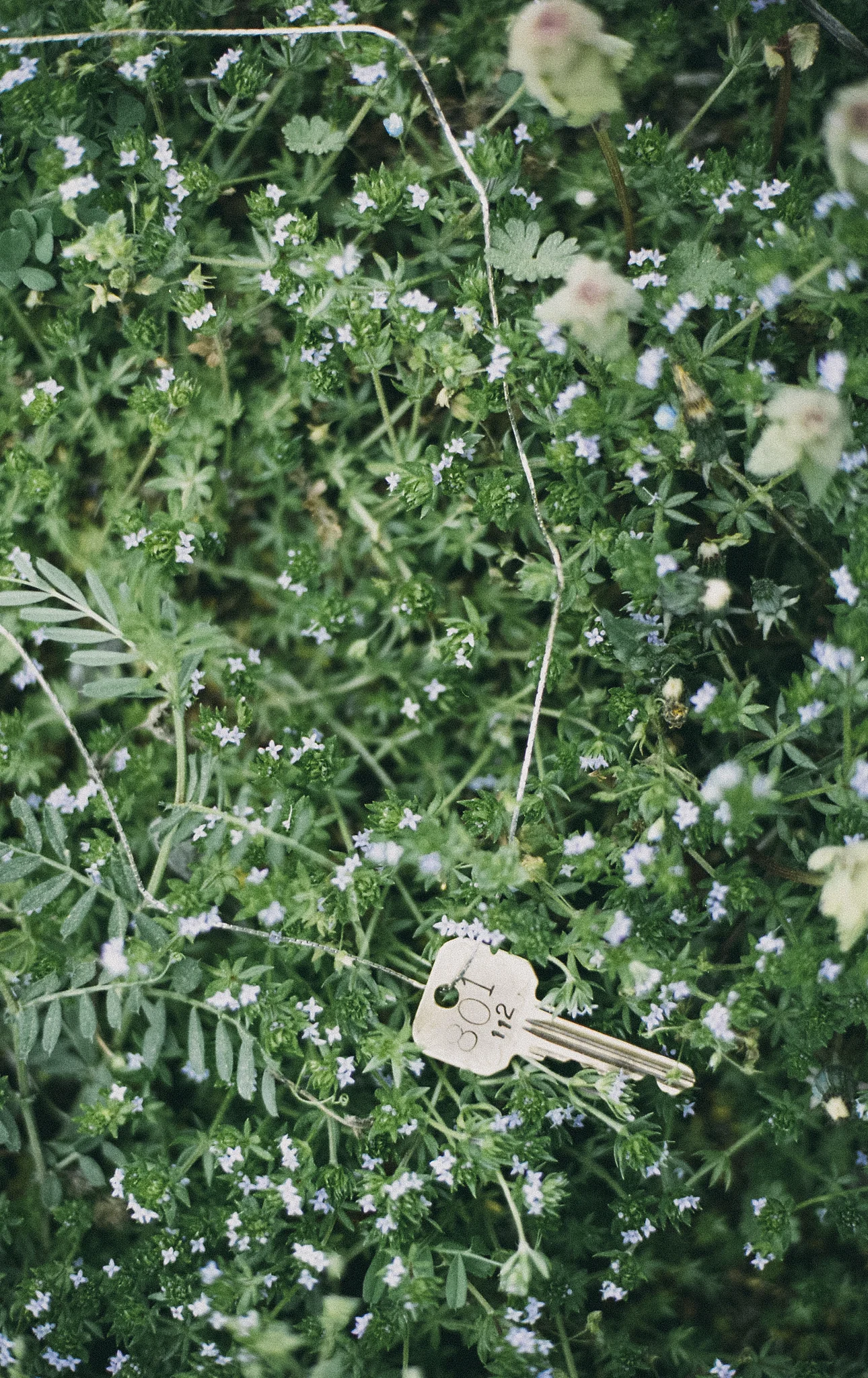 haliejohnsonphotography-film-12.jpg