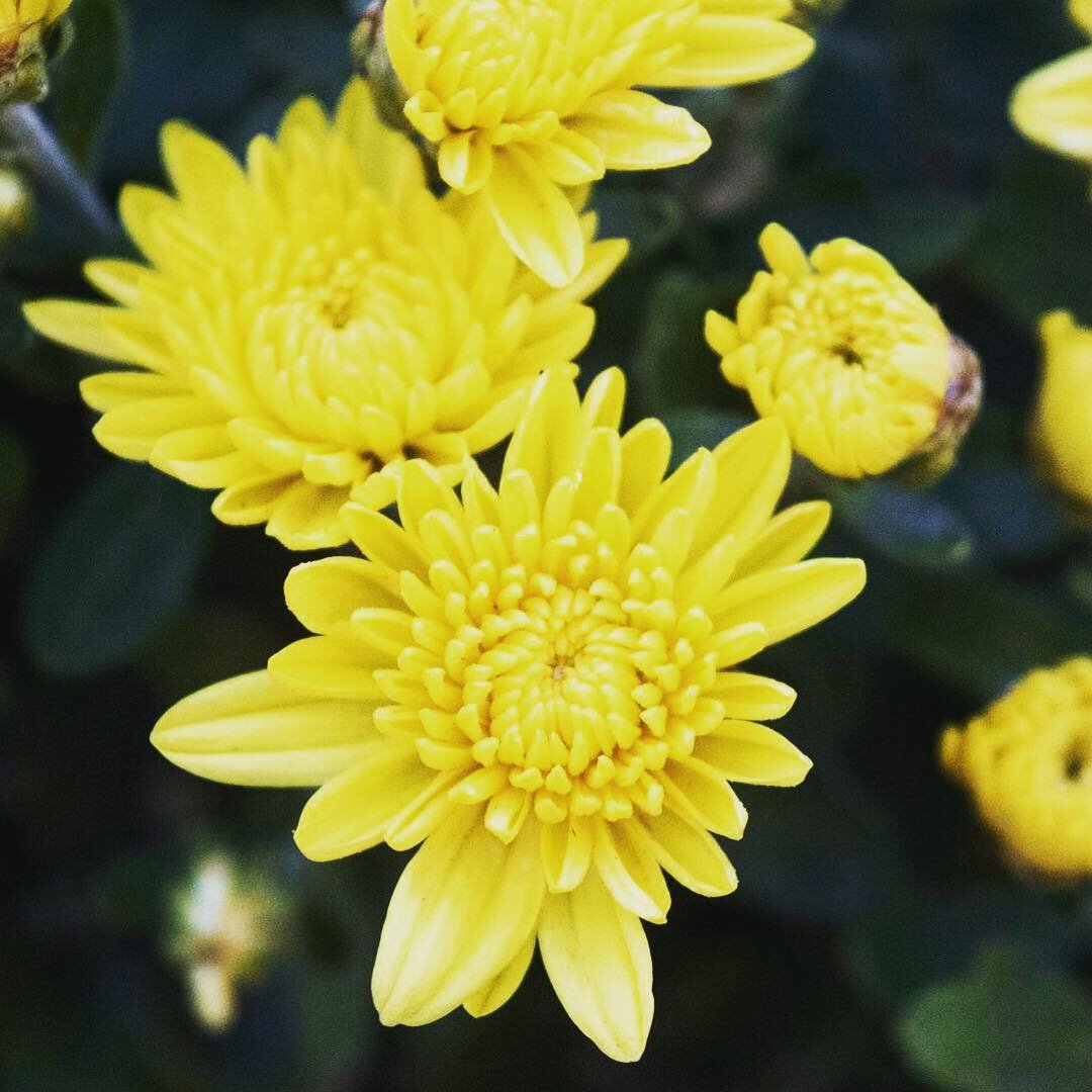 nothing like yellow flowers to make you feel oh-so-cheerful 😃
#yellow #california #flowers