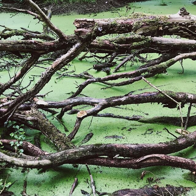 swampy water