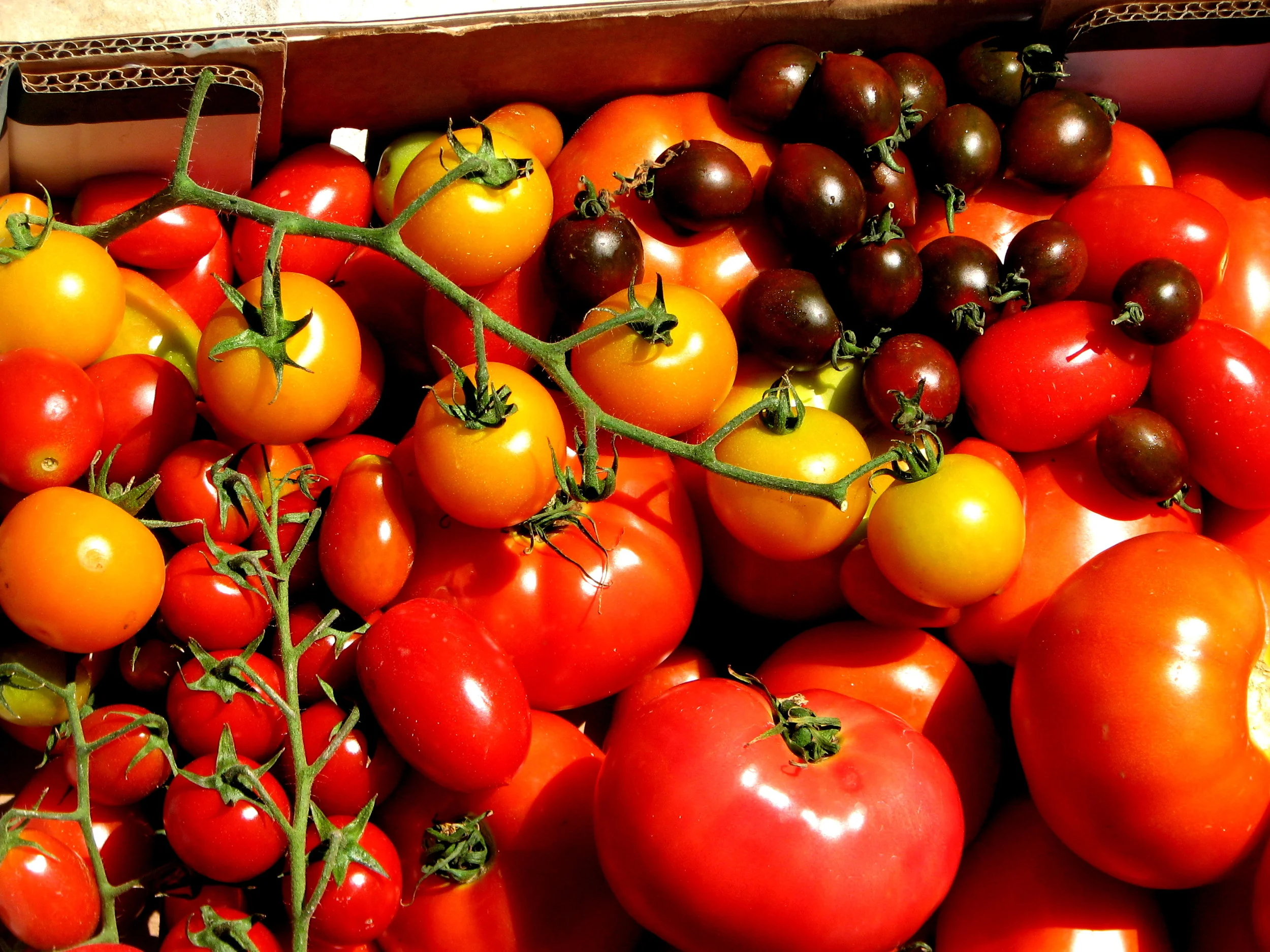 Tomatoes. A love story.