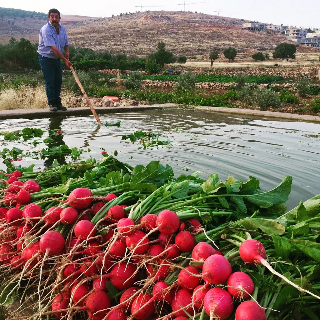 Heirloom radishes, destined for Bethlehem markets, washed in springwater after they were picked in the village of Wadi Fukin. The fields belong to farmer Mahmoud Mifreh, known as Abu Diyaa, below left. That's Seed Library founder Vivien Sansour, her arms full of radishes, below right. 
