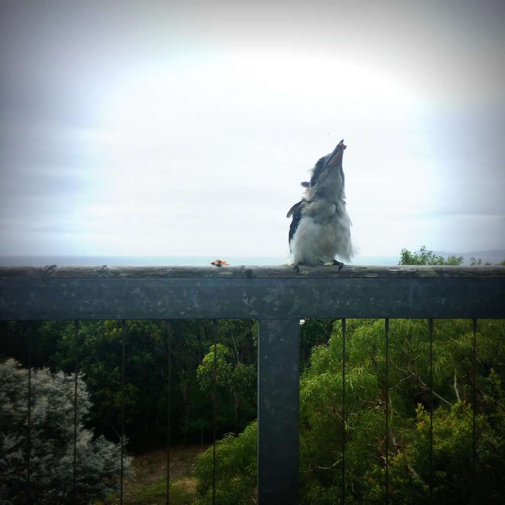 Kookaburra taking no chances - he whacks the lamb against the fence to kill it before swallowing it! Wonder if they missed us as much as we missed them?